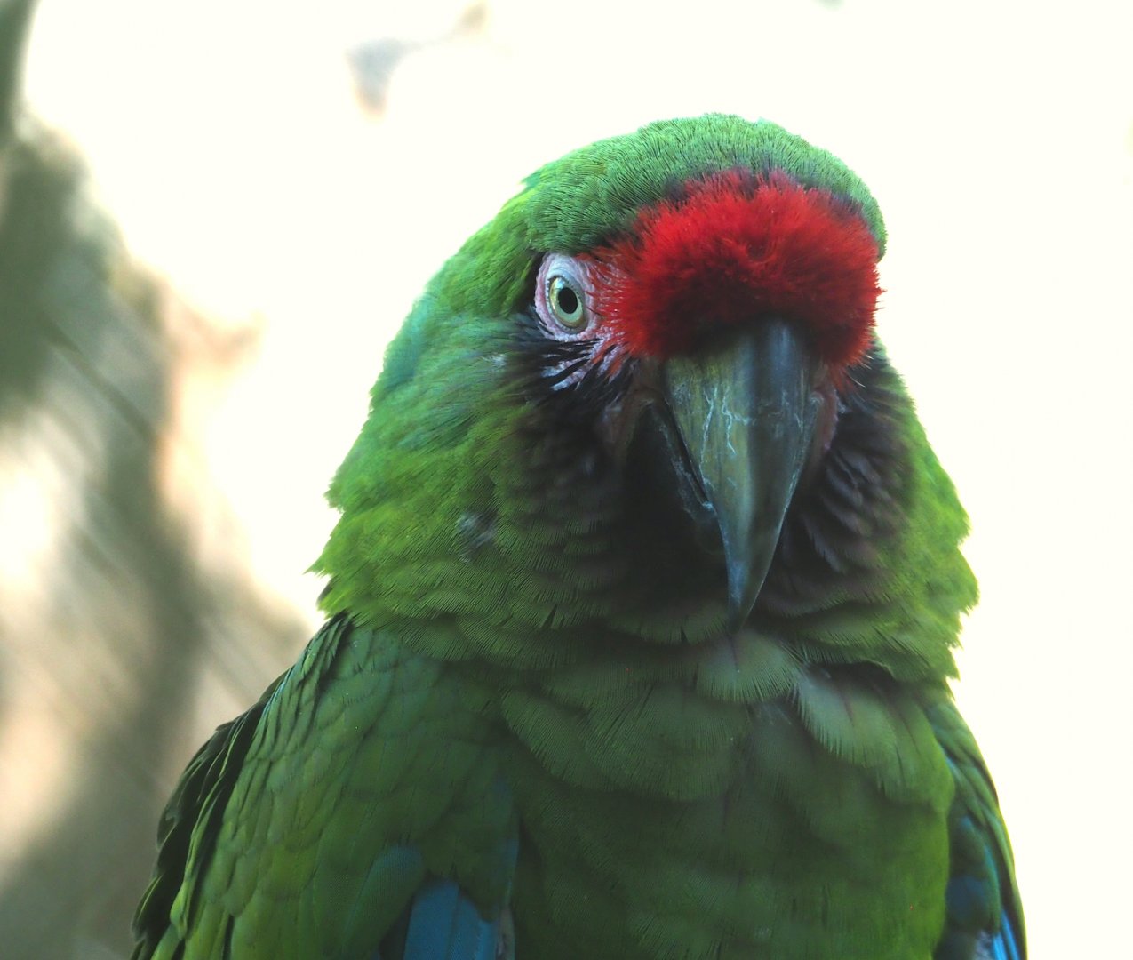 Mexican military macaw (Ara militaris mexicana), 2023-07-08