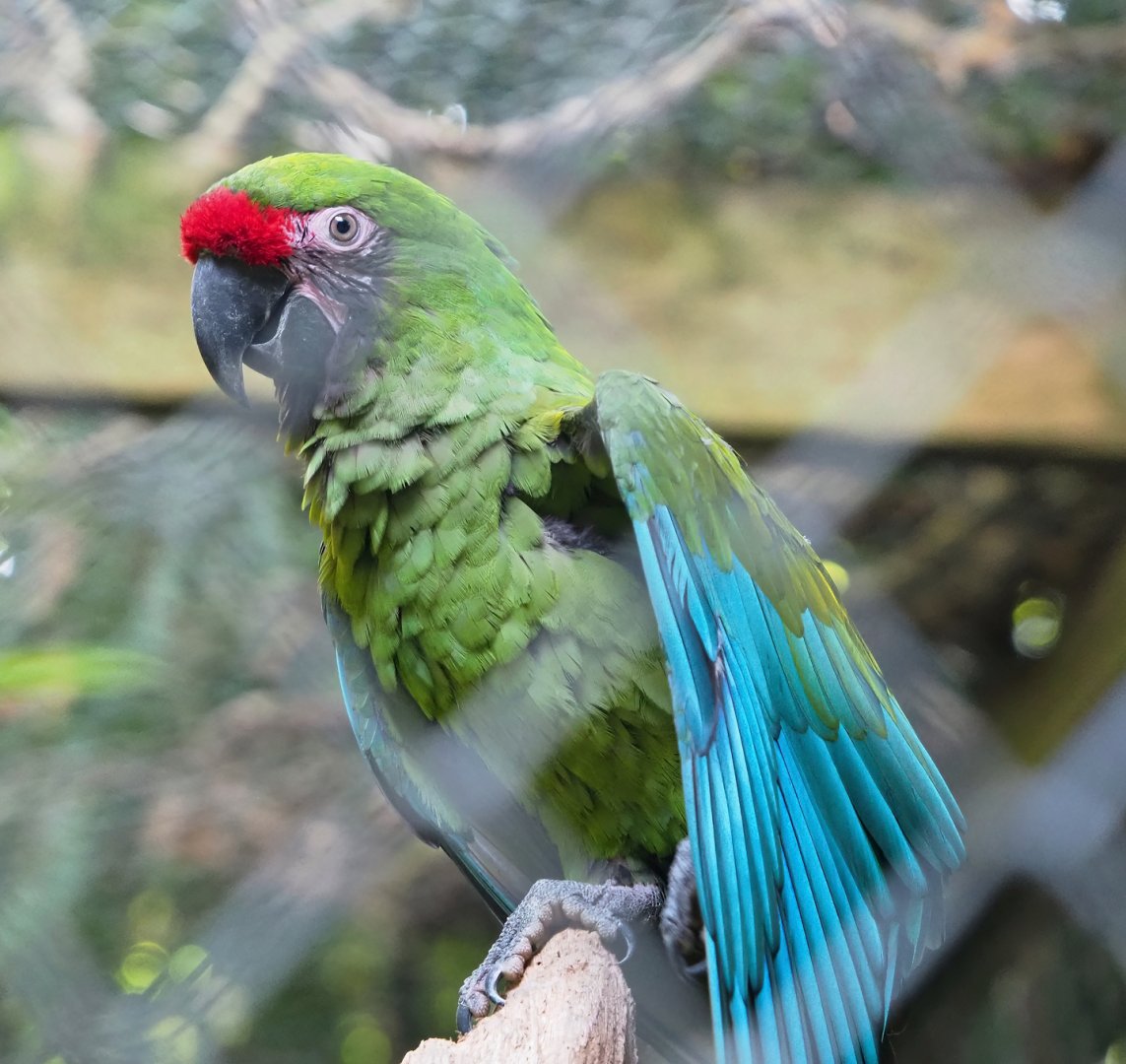 Mexican military macaw (Ara militaris mexicana), 2023-09-19