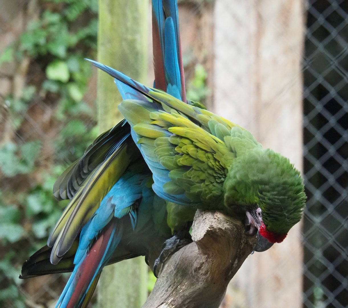 Mexican military macaw (Ara militaris mexicana), 2023-10-04