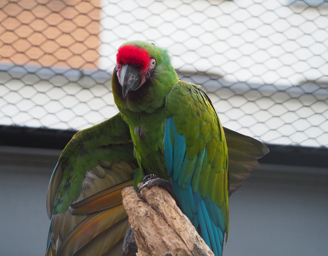 Mexican military macaw (Ara militaris mexicana), 2024-02-17