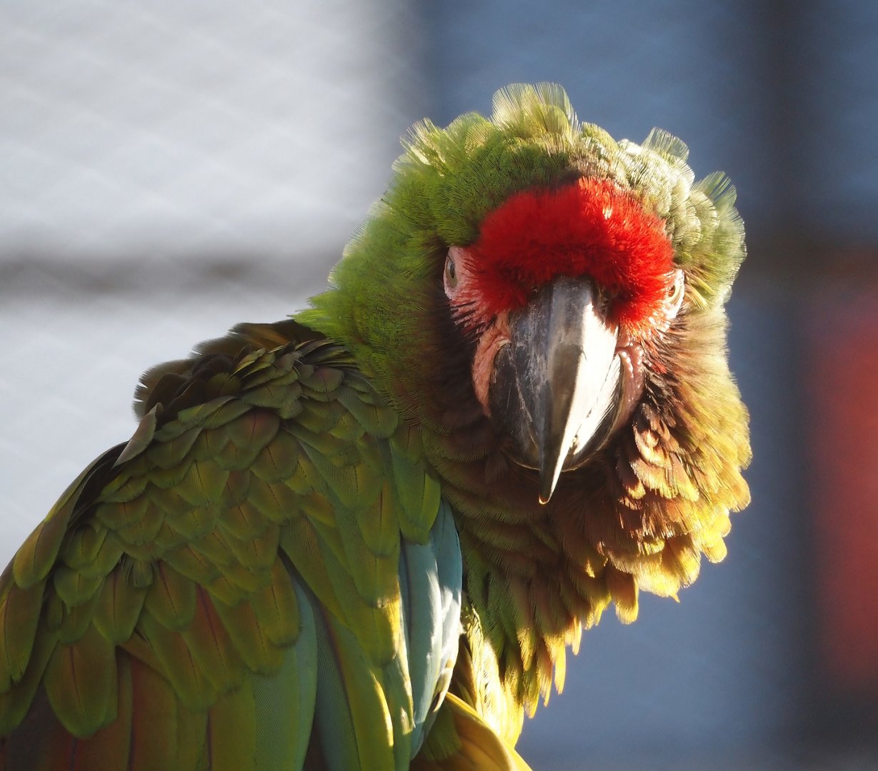 Mexican military macaw (Ara militaris mexicana), 2024-03-09
