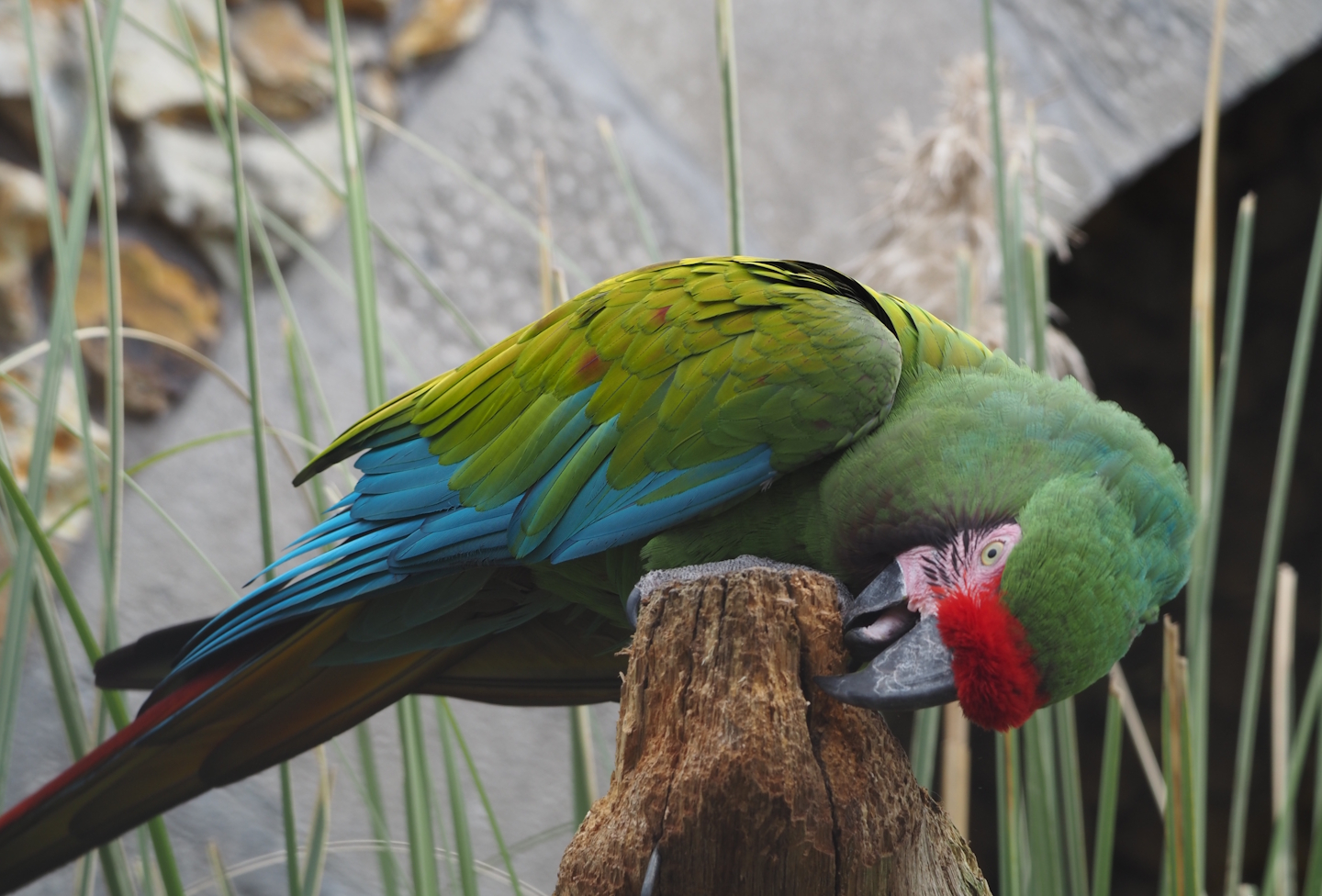 Mexican military macaw (Ara militaris mexicana), 2024-03-09