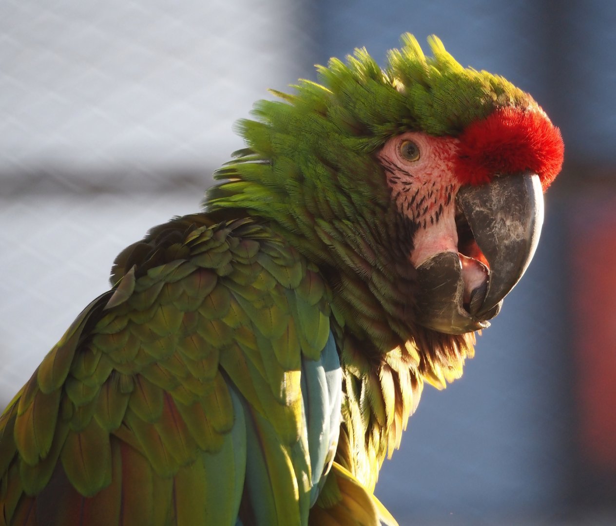 Mexican military macaw (Ara militaris mexicana), 2024-03-09