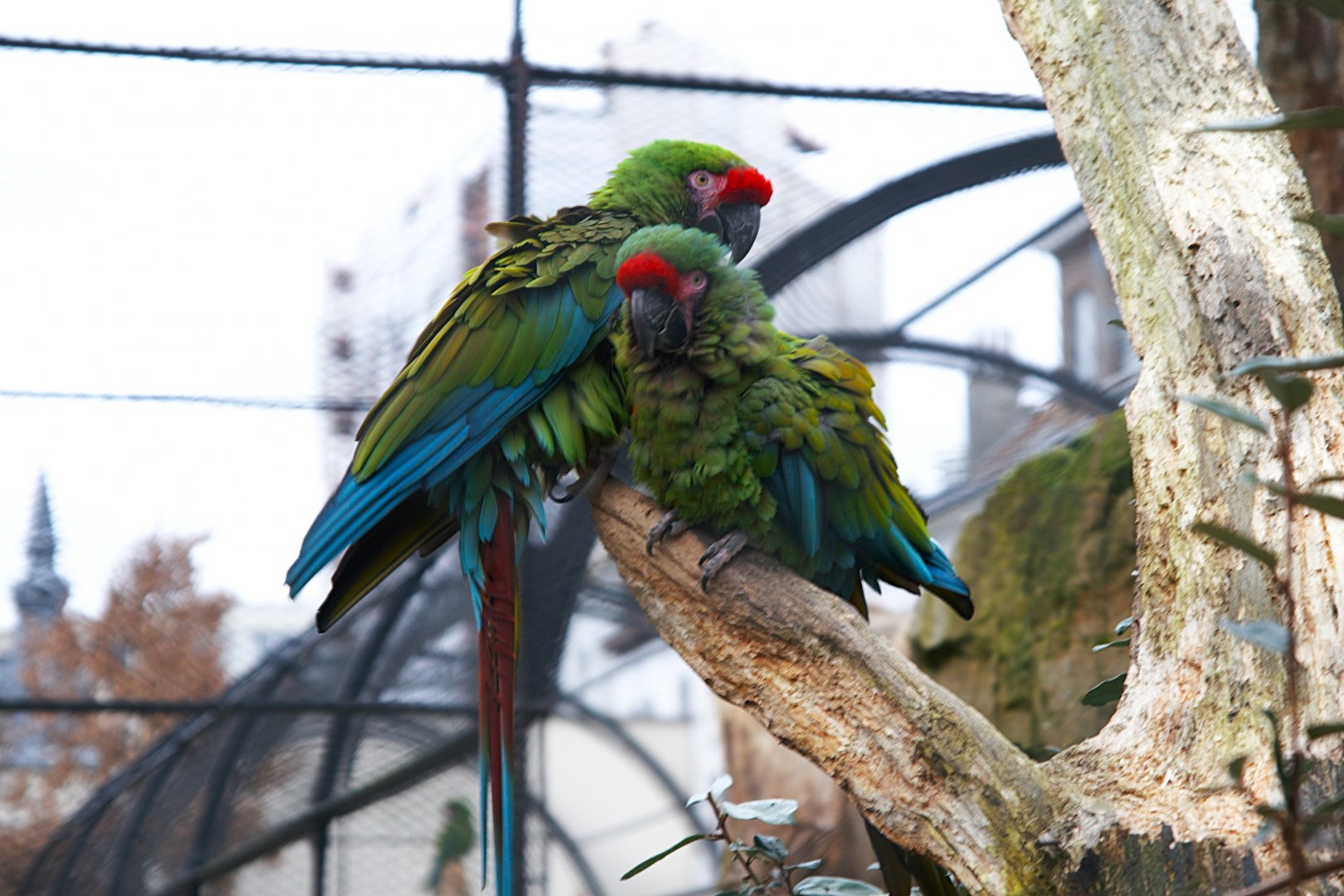 Mexican Military Macaw (Ara militaris mexicana), 2025-01-20