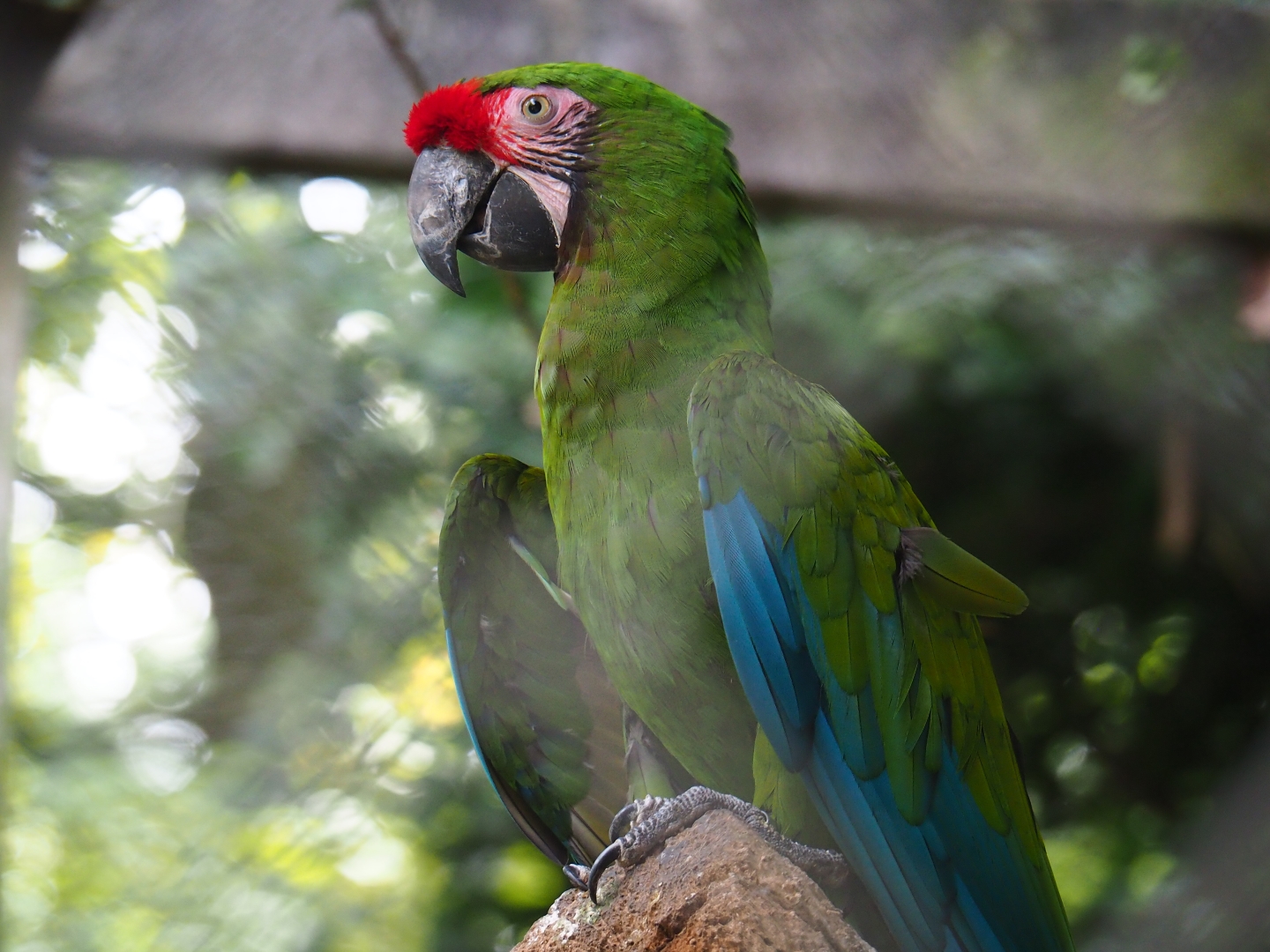 Mexican military macaw (Ara militaris mexicana)