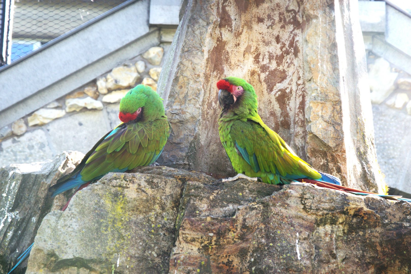 Mexican Military Macaw (Ara militaris mexicana)