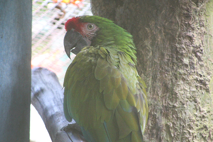 Mexican military macaw (Ara militaris mexicana)