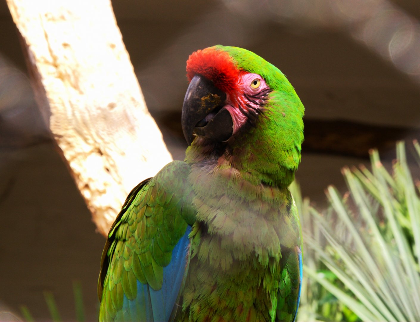 Mexican Military Macaw (Ara militaris mexicana)