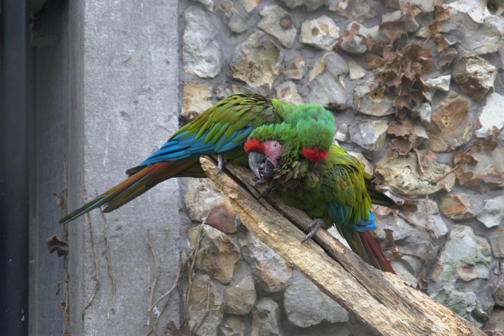 Mexican Military Macaw (Ara militaris mexicana)