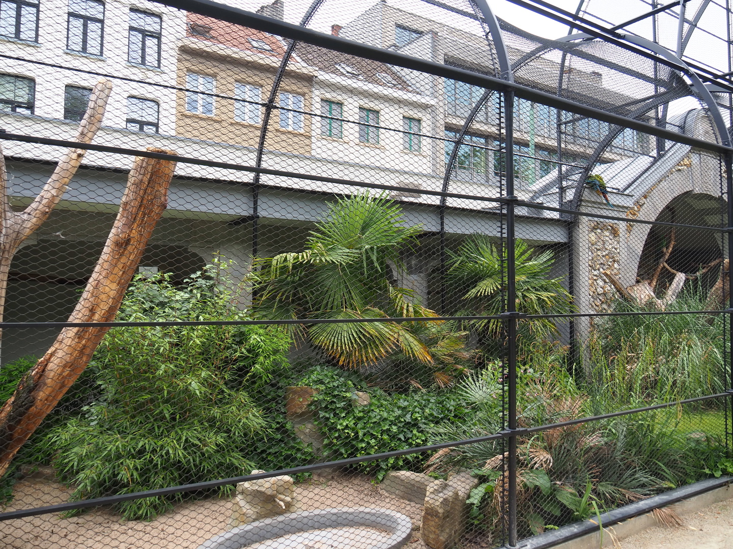 Mexican military macaw, Blue-headed macaw and Red-billed curassow aviary, 2021-06-12
