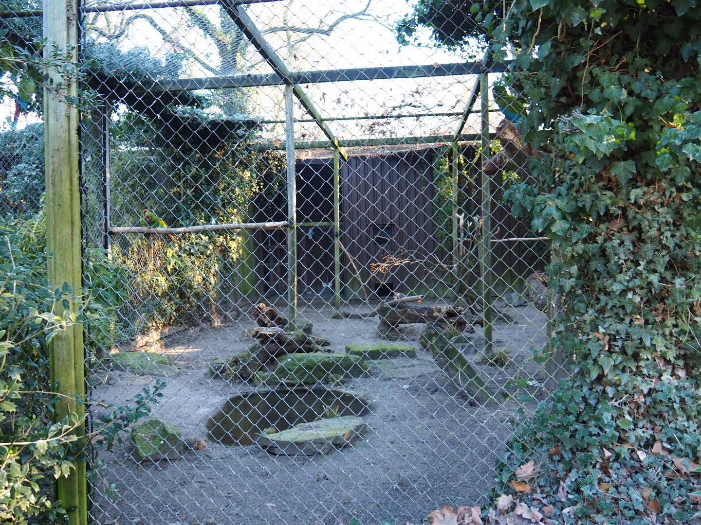 Mexican military macaw - Great curassow aviary (Jan 20th, 2019)