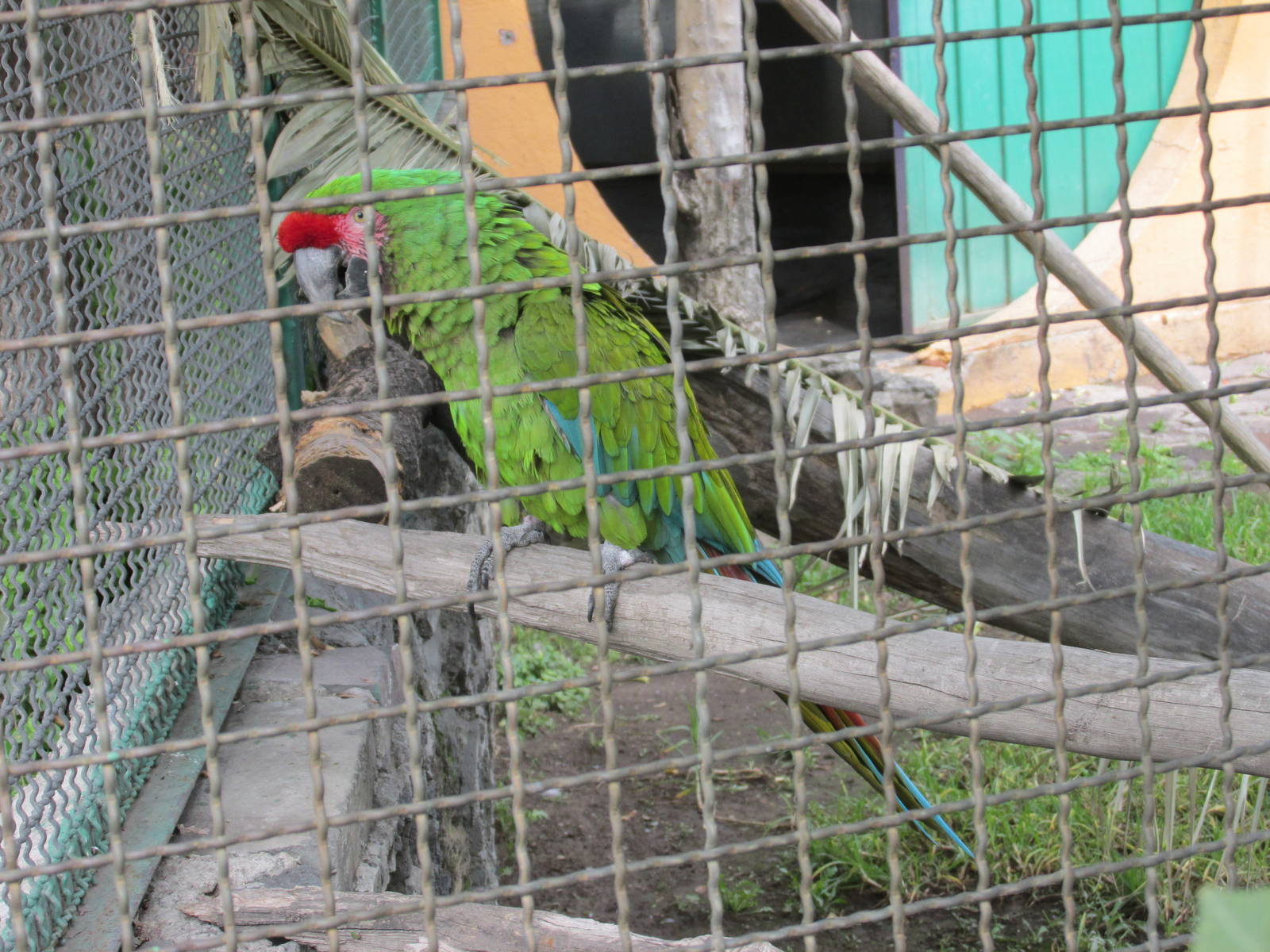 mexican military macaw neza zoo