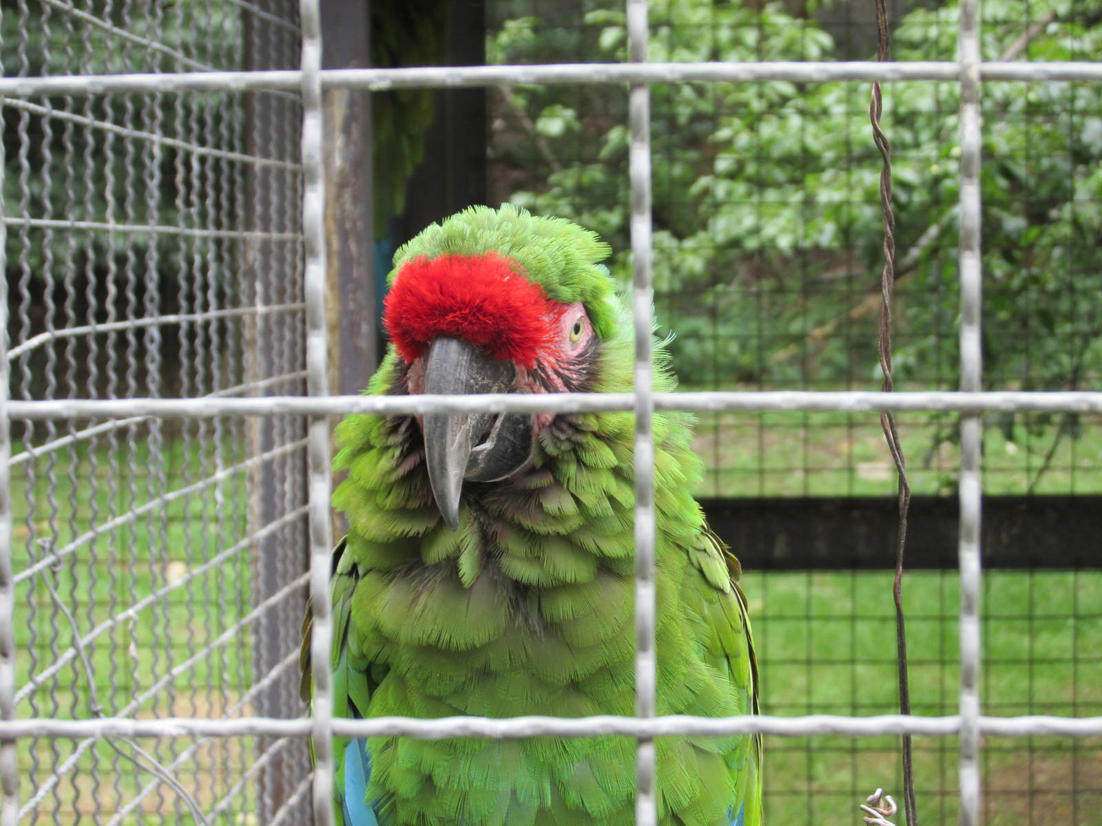 mexican military macaw zoologico del altiplano