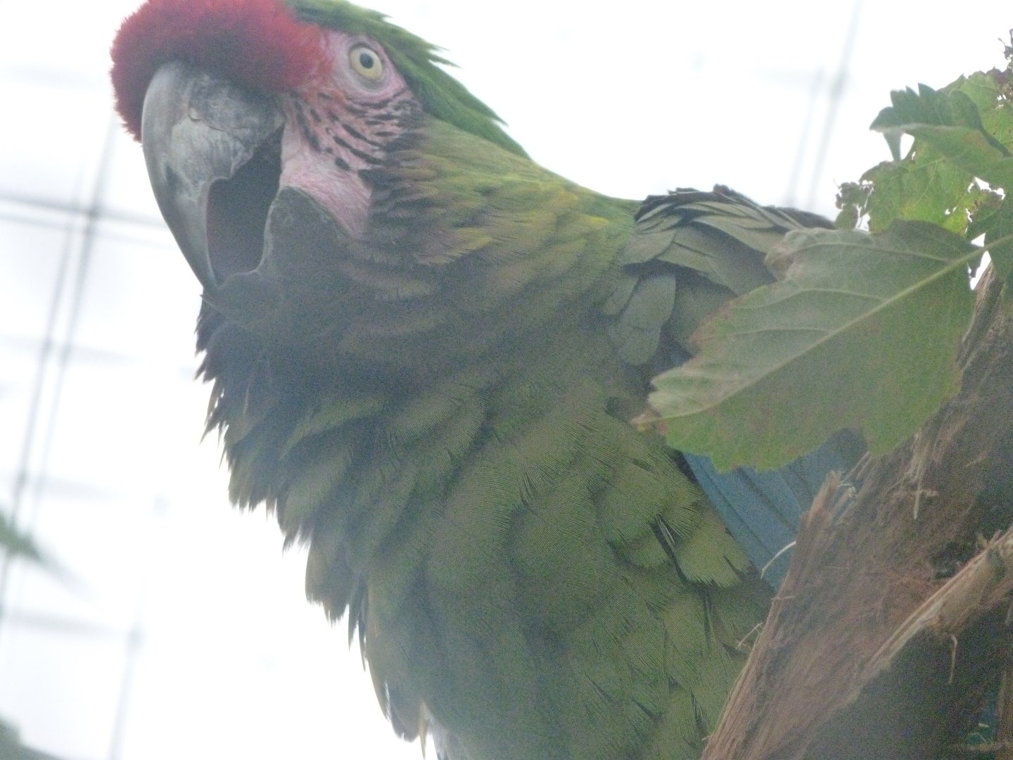 Mexican military macaw -Zoologischer Garten Berlin (2024)