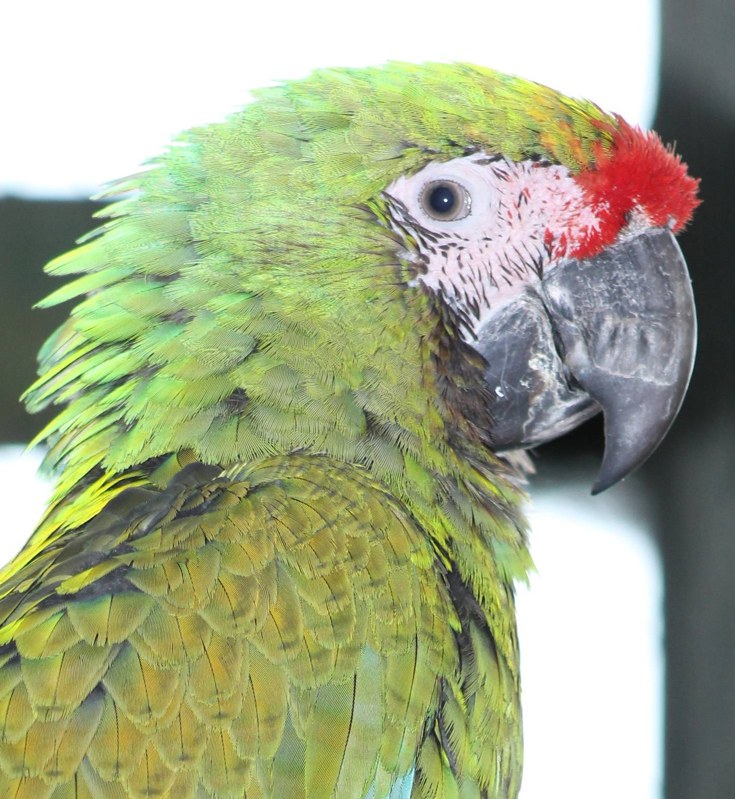 Mexican military macaw