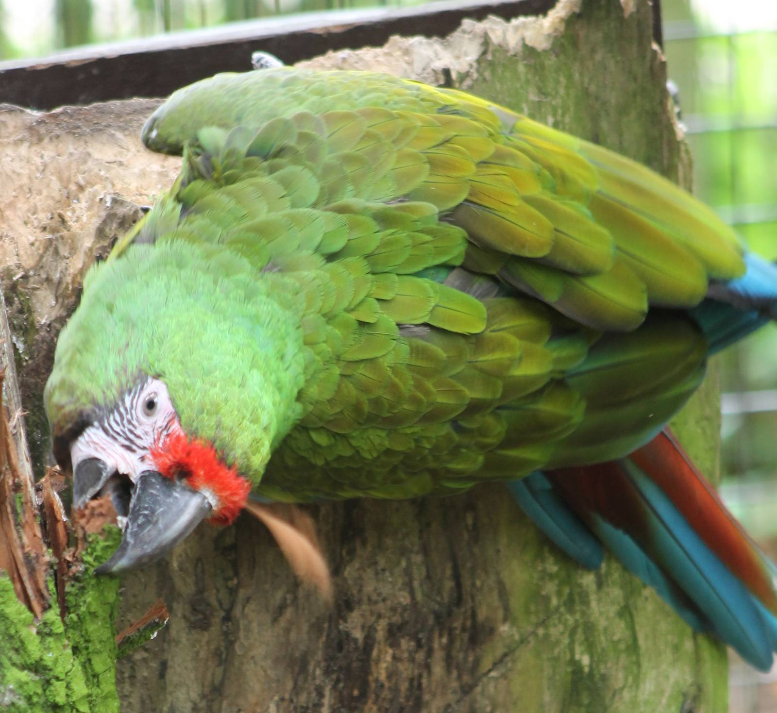 Mexican military macaw