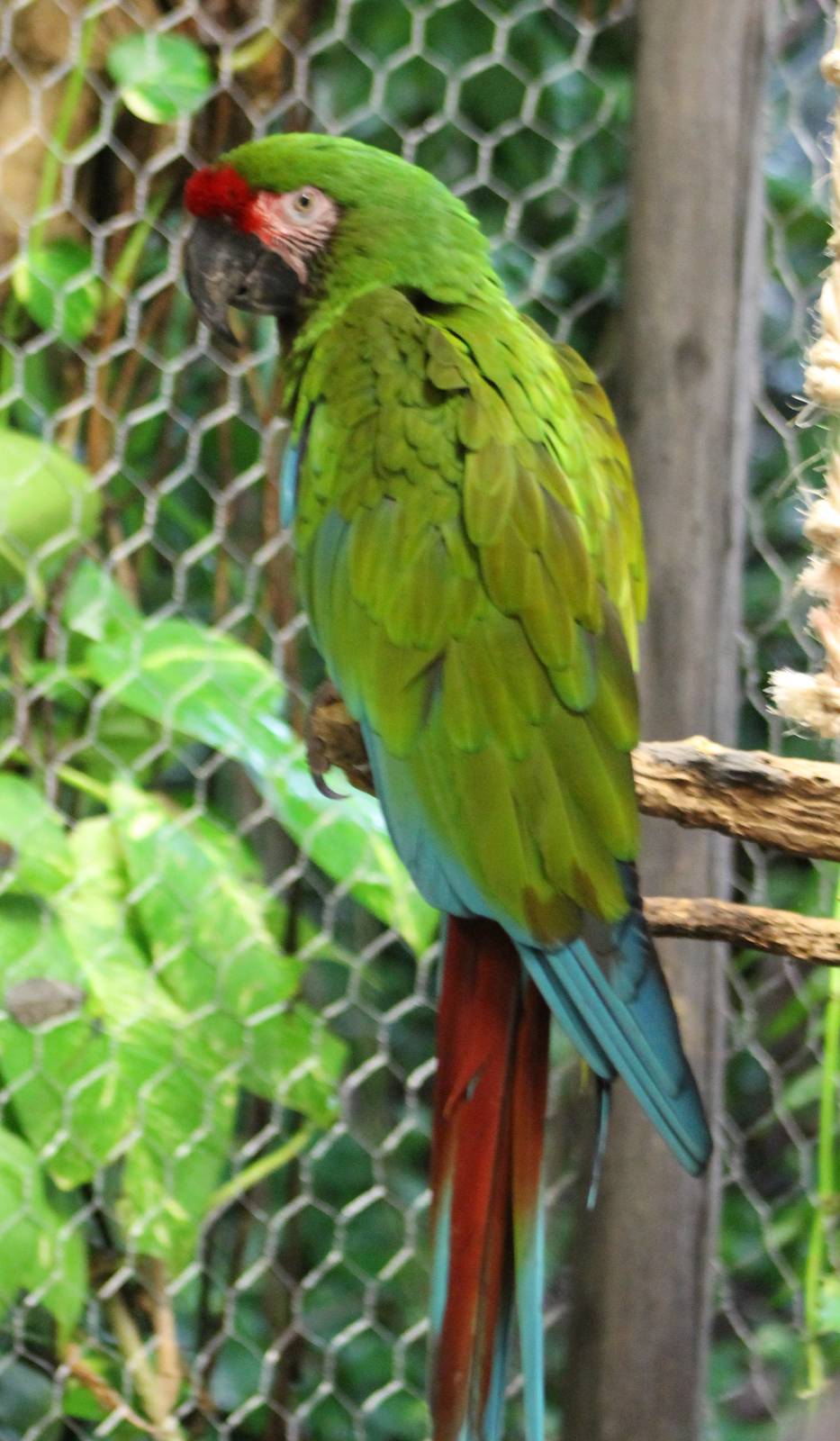 Mexican military macaw