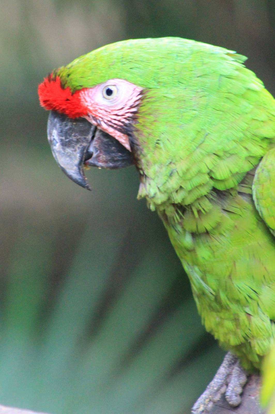 Mexican military macaw