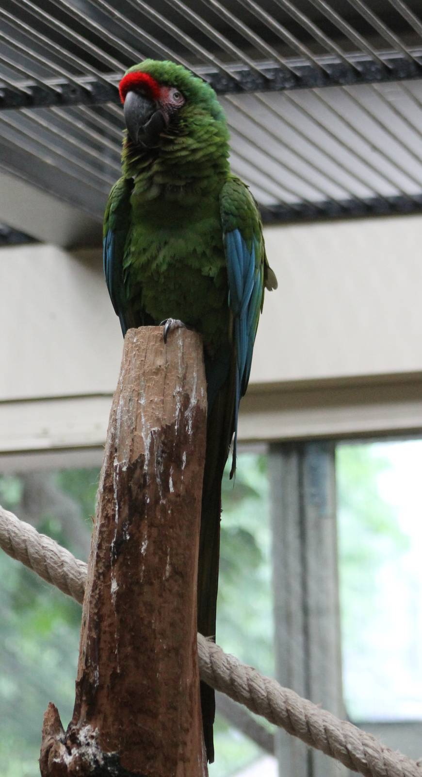 Mexican military macaw