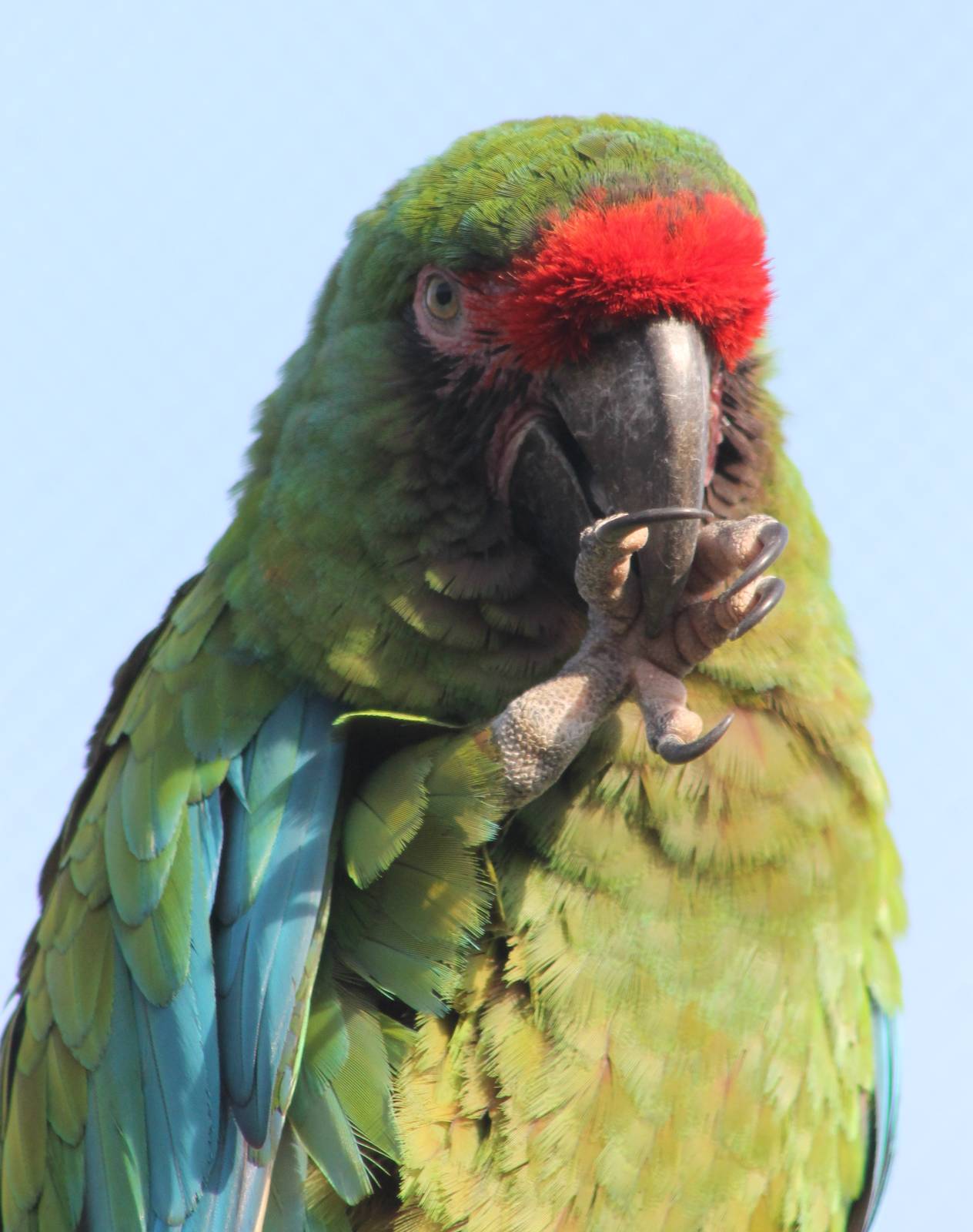 Mexican military macaw
