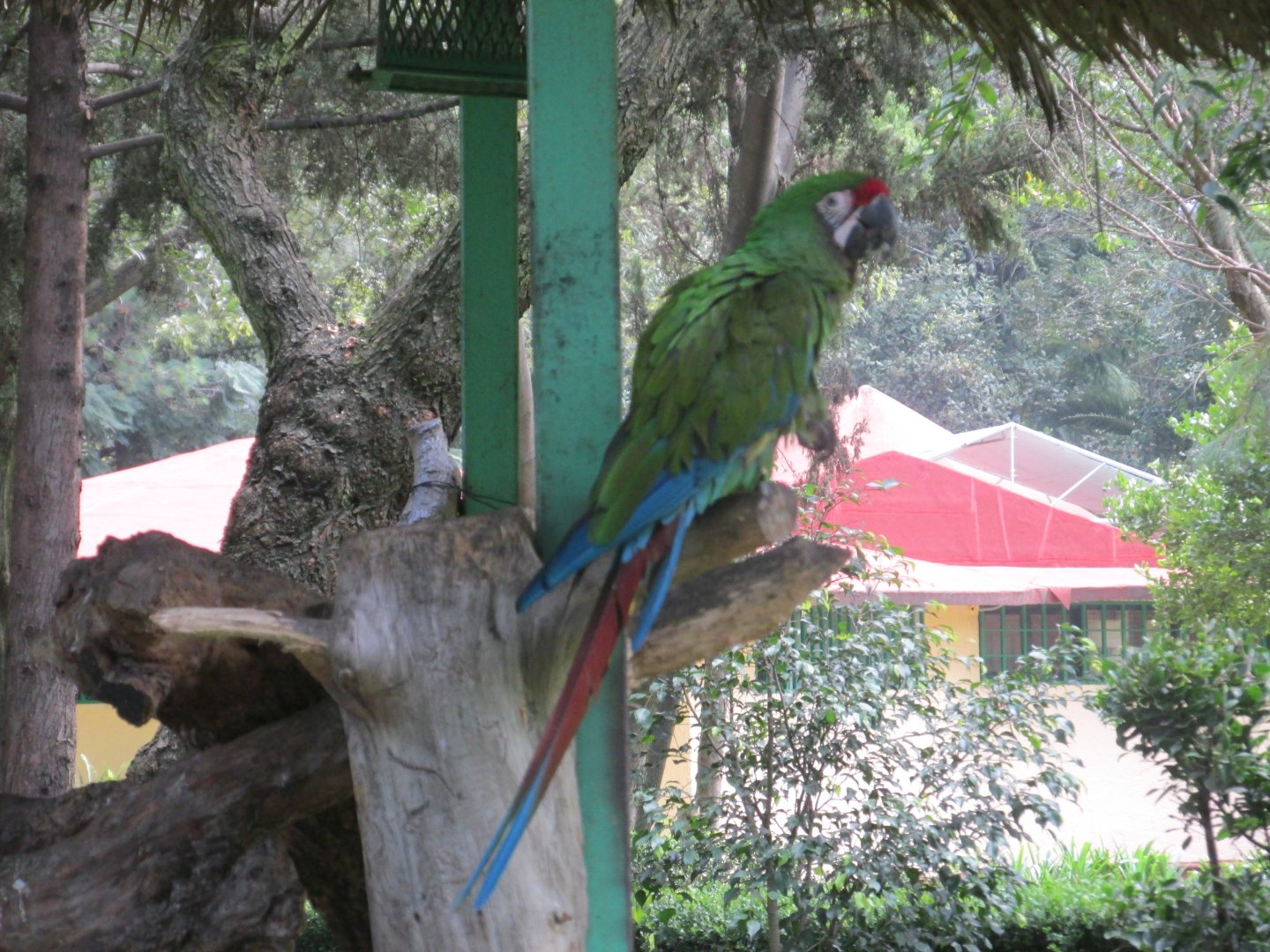 mexican military macaw