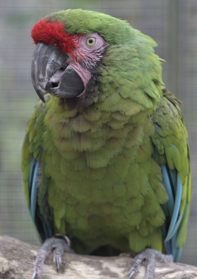 Mexican military macaw