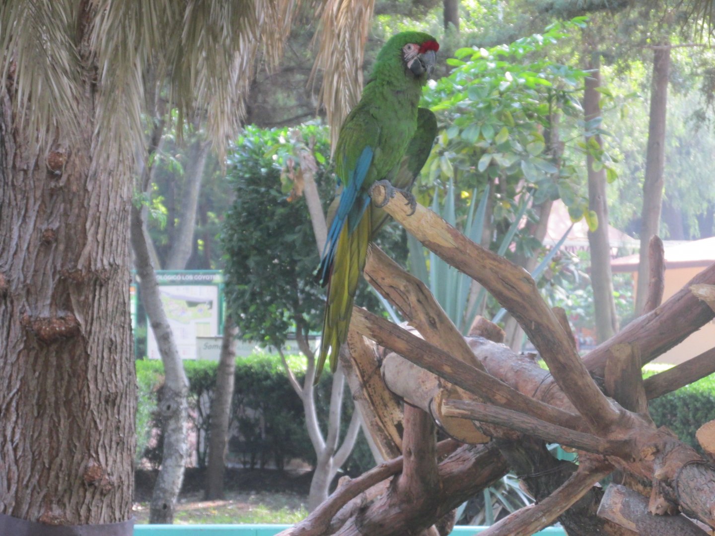 mexican military macaw