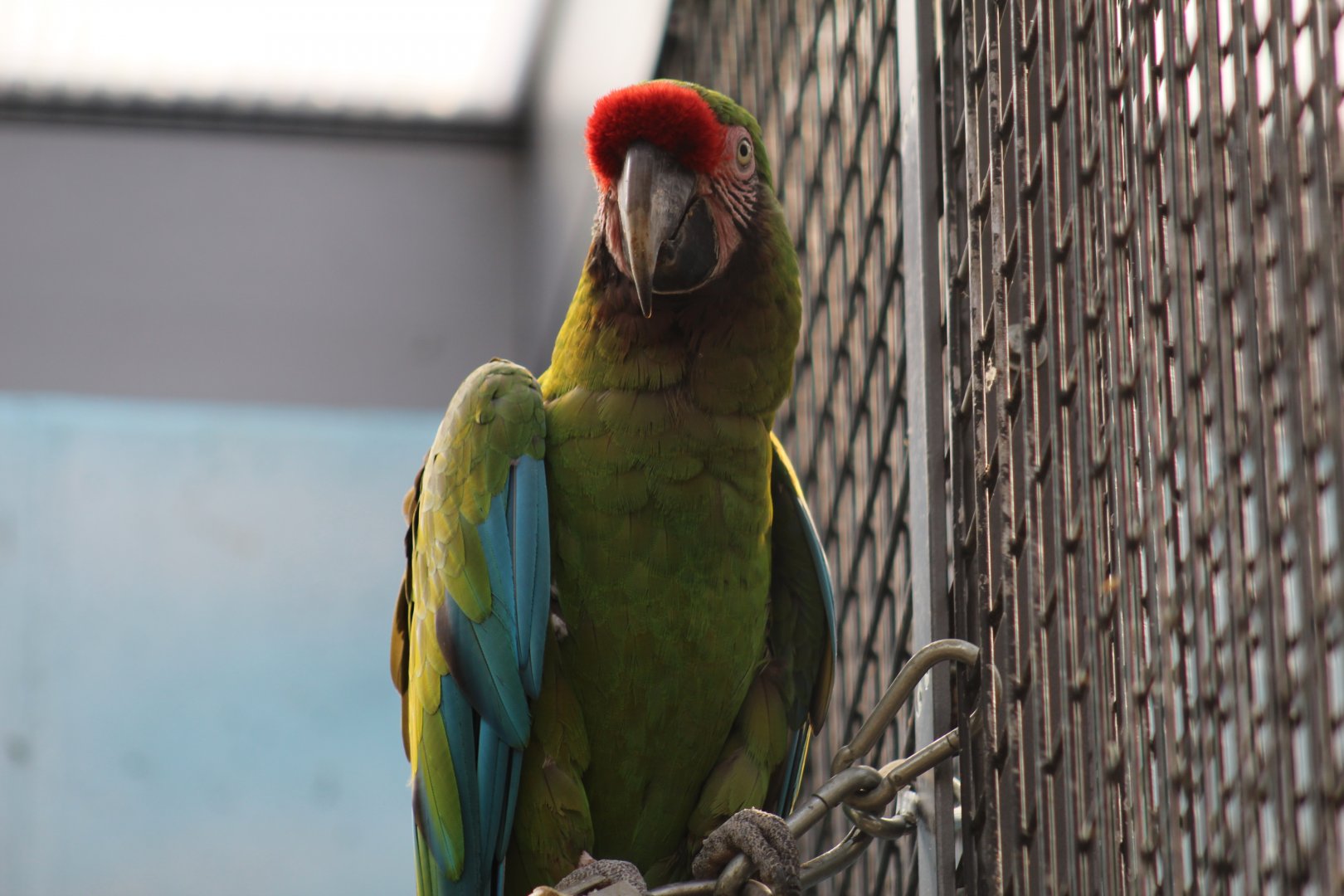 Mexican Military Macaw