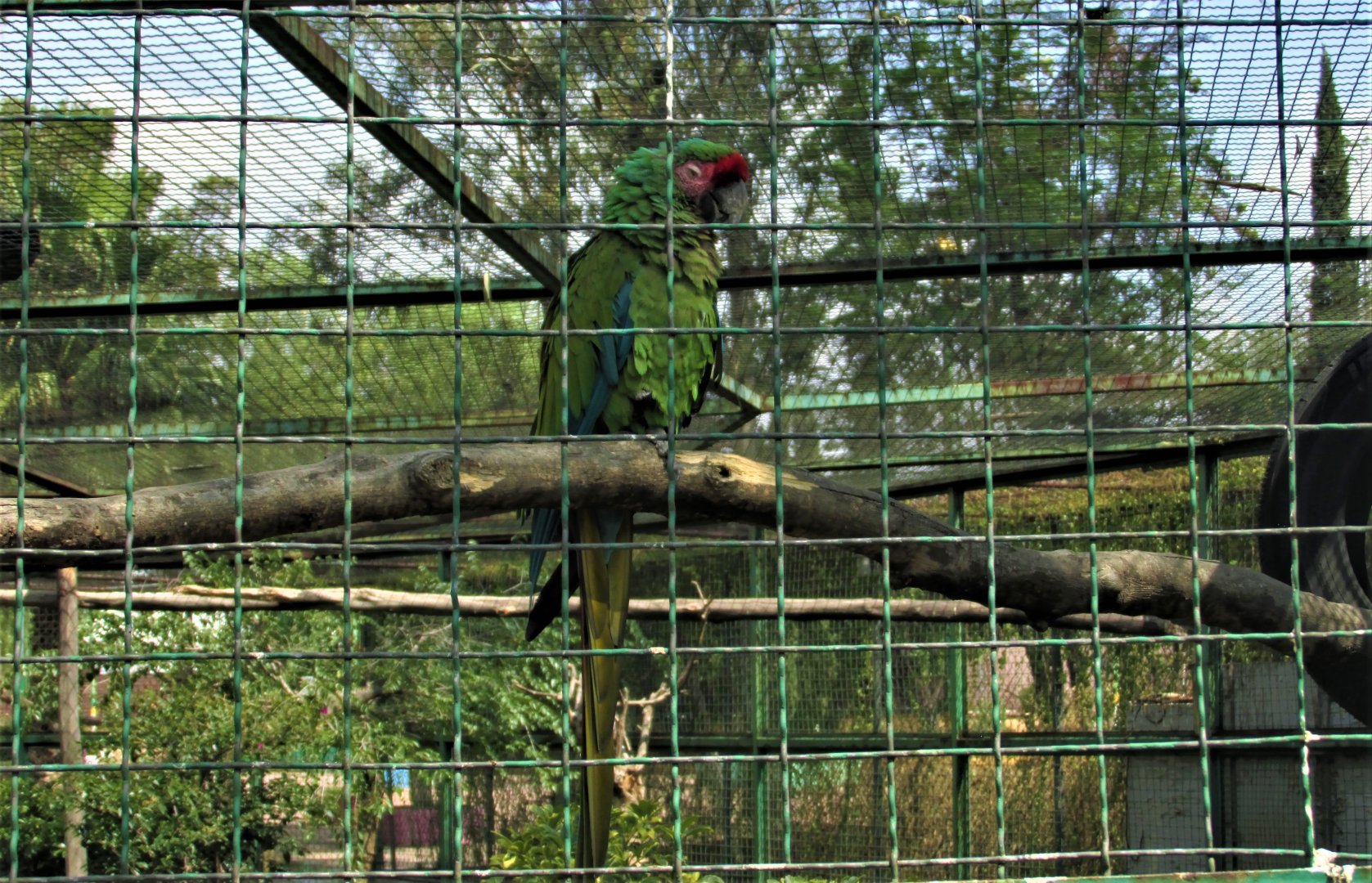 mexican military macaw