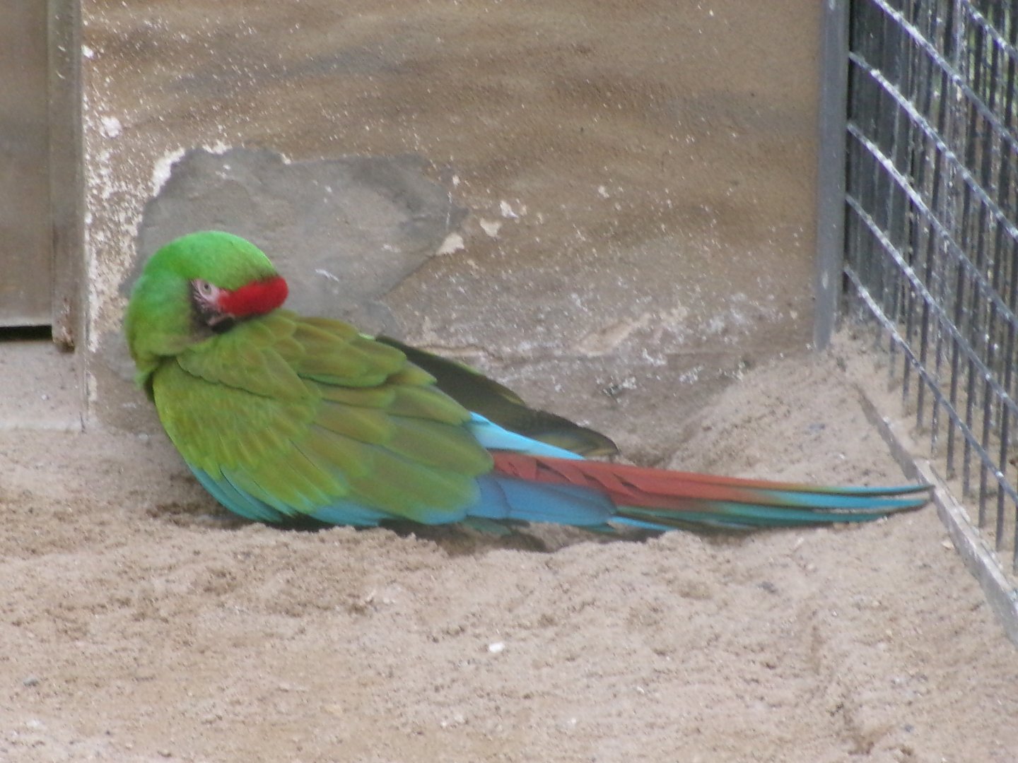 Mexican military macaw