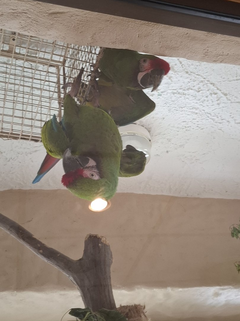 Mexican Military Macaw