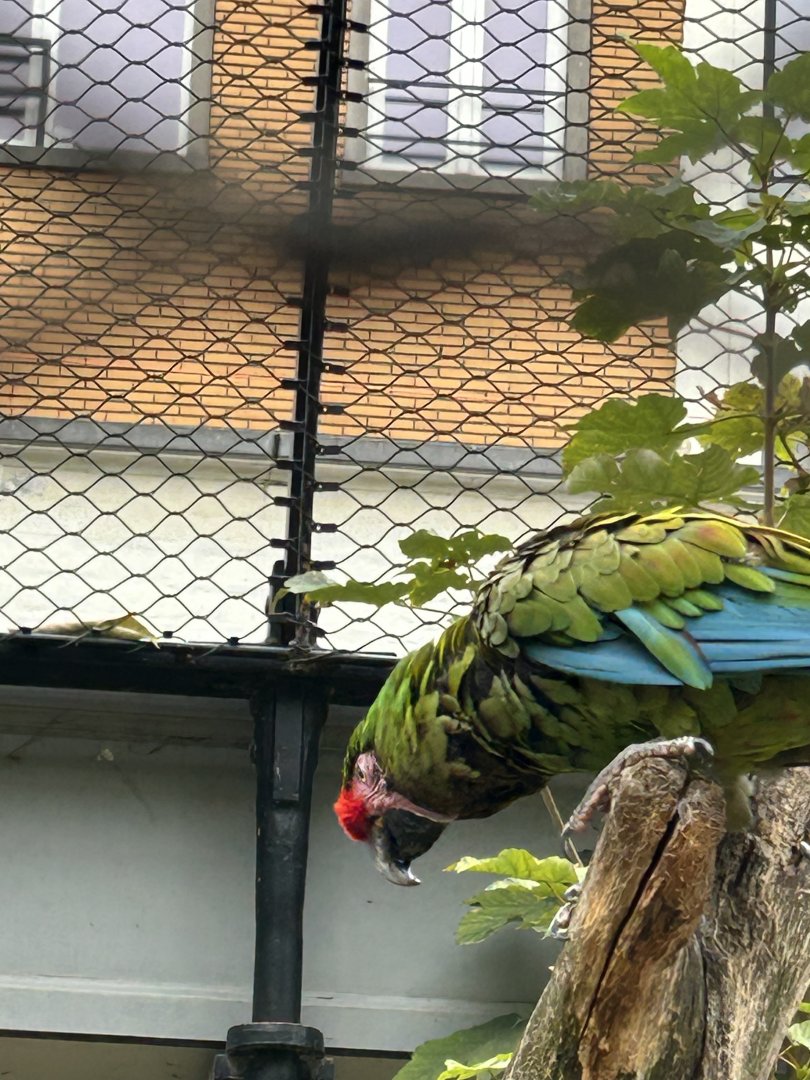 Mexican military macaw