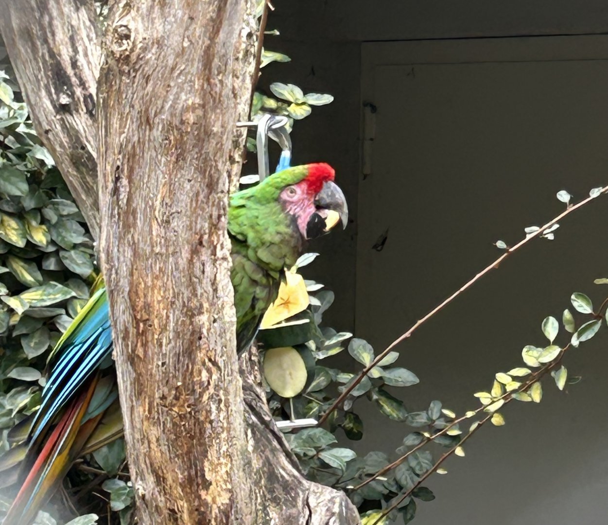 Mexican military macaw