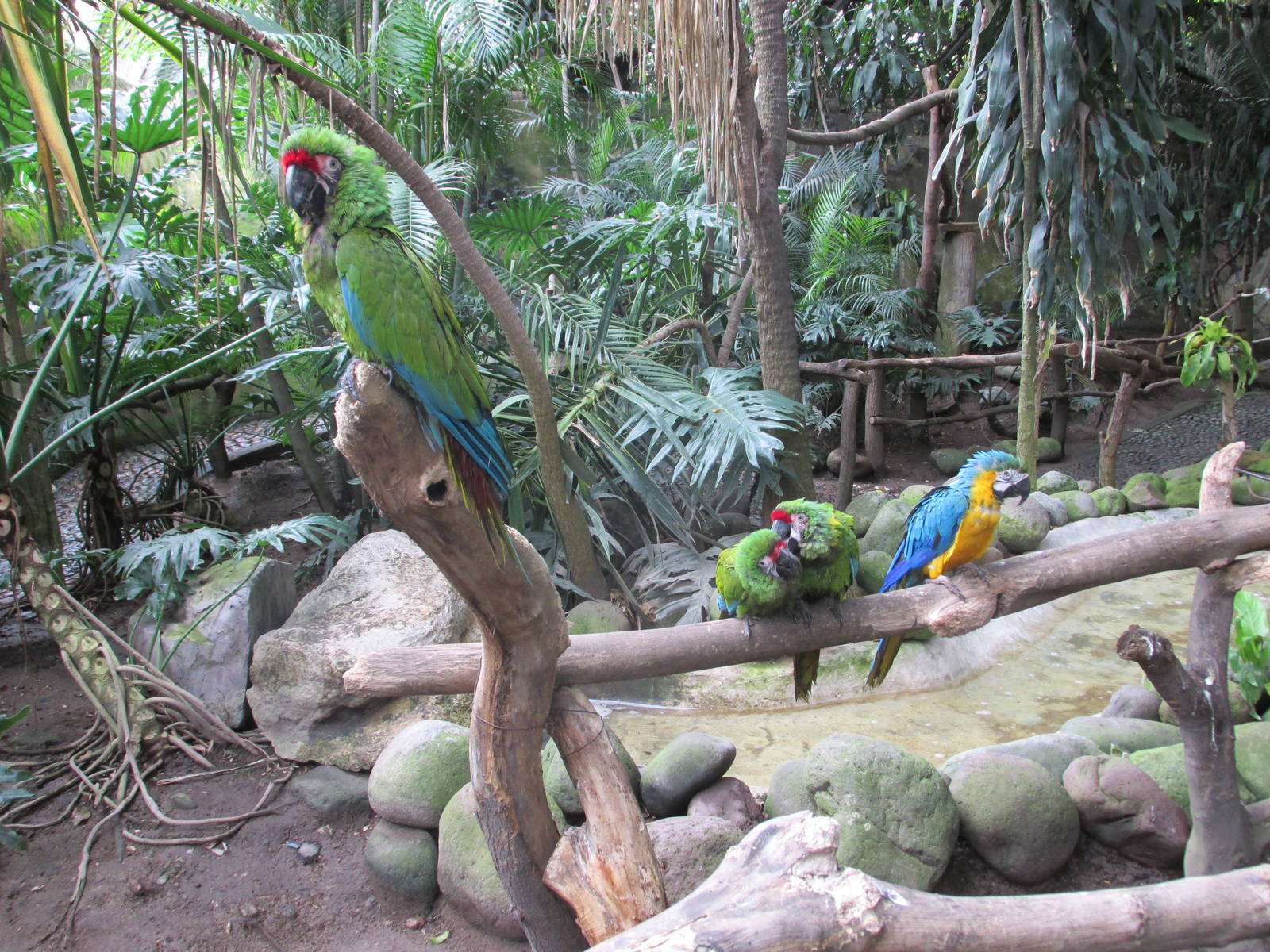 mexican military macaws and blue and yellow macaw Guadalajara zoo