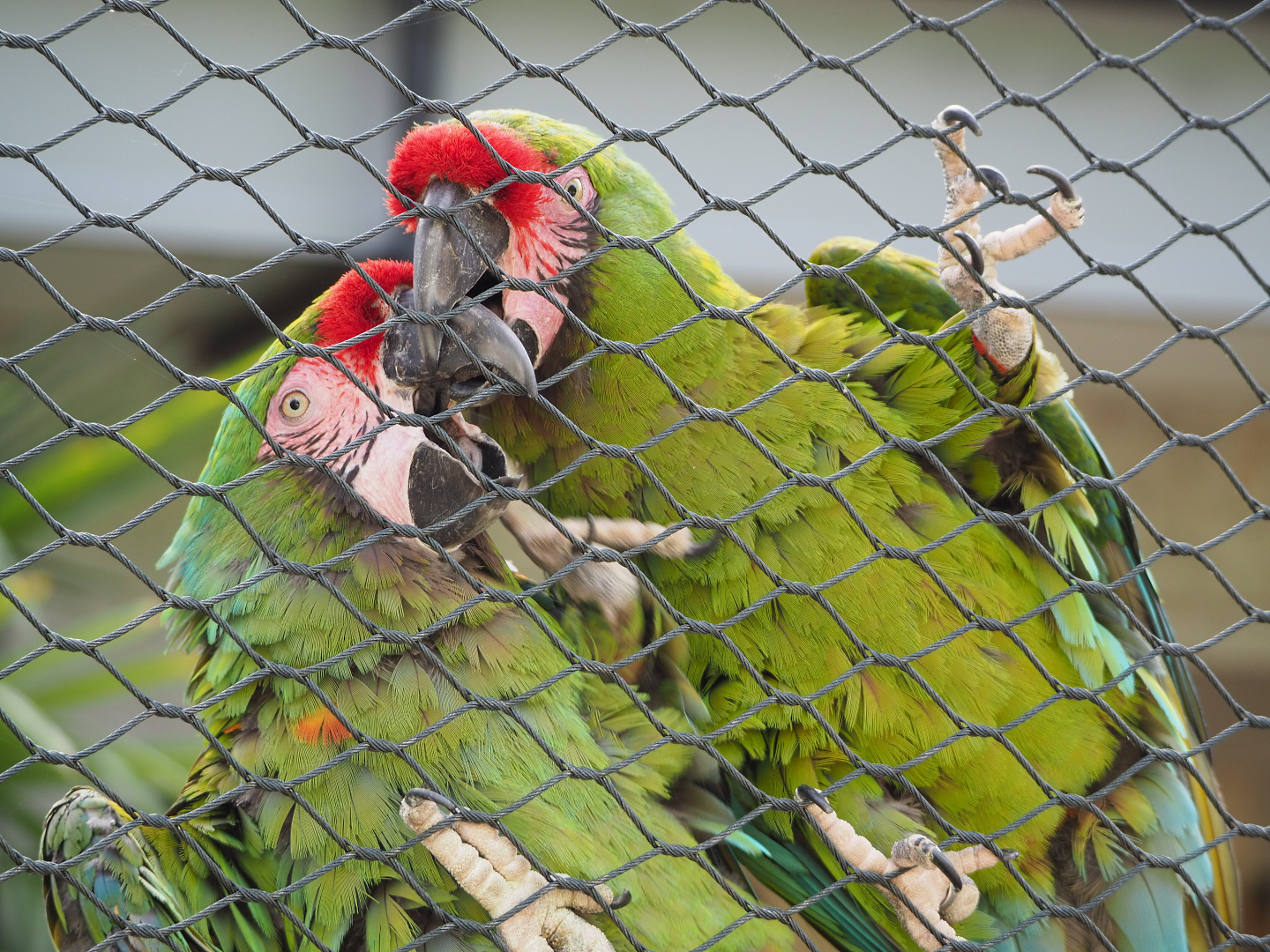 Mexican military macaws (Ara militaris mexicana), 2020-06-28