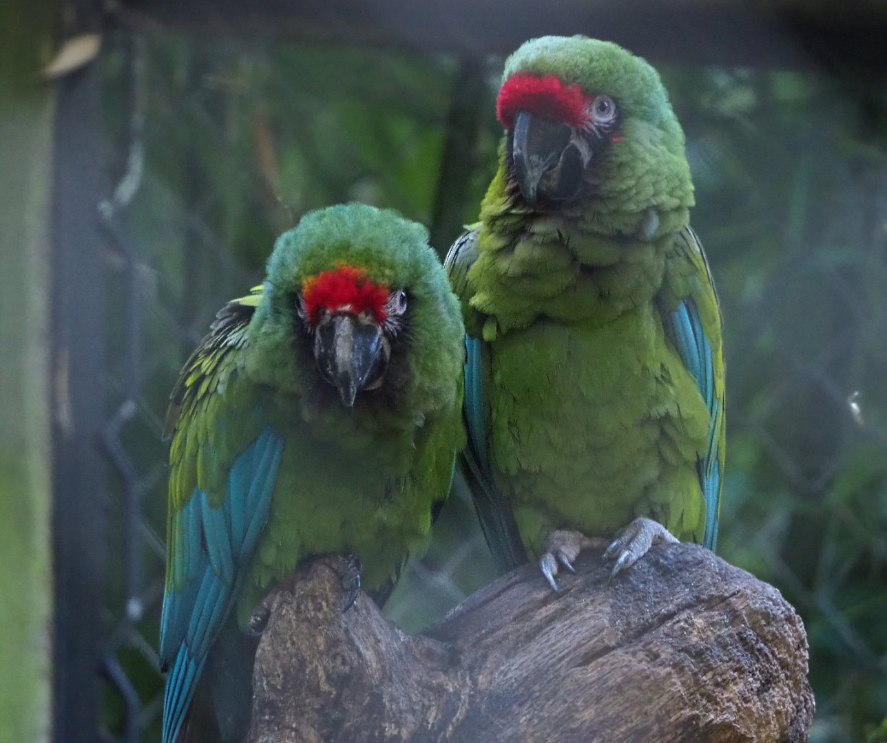 Mexican military macaws (Ara militaris mexicana), 2020-10-10