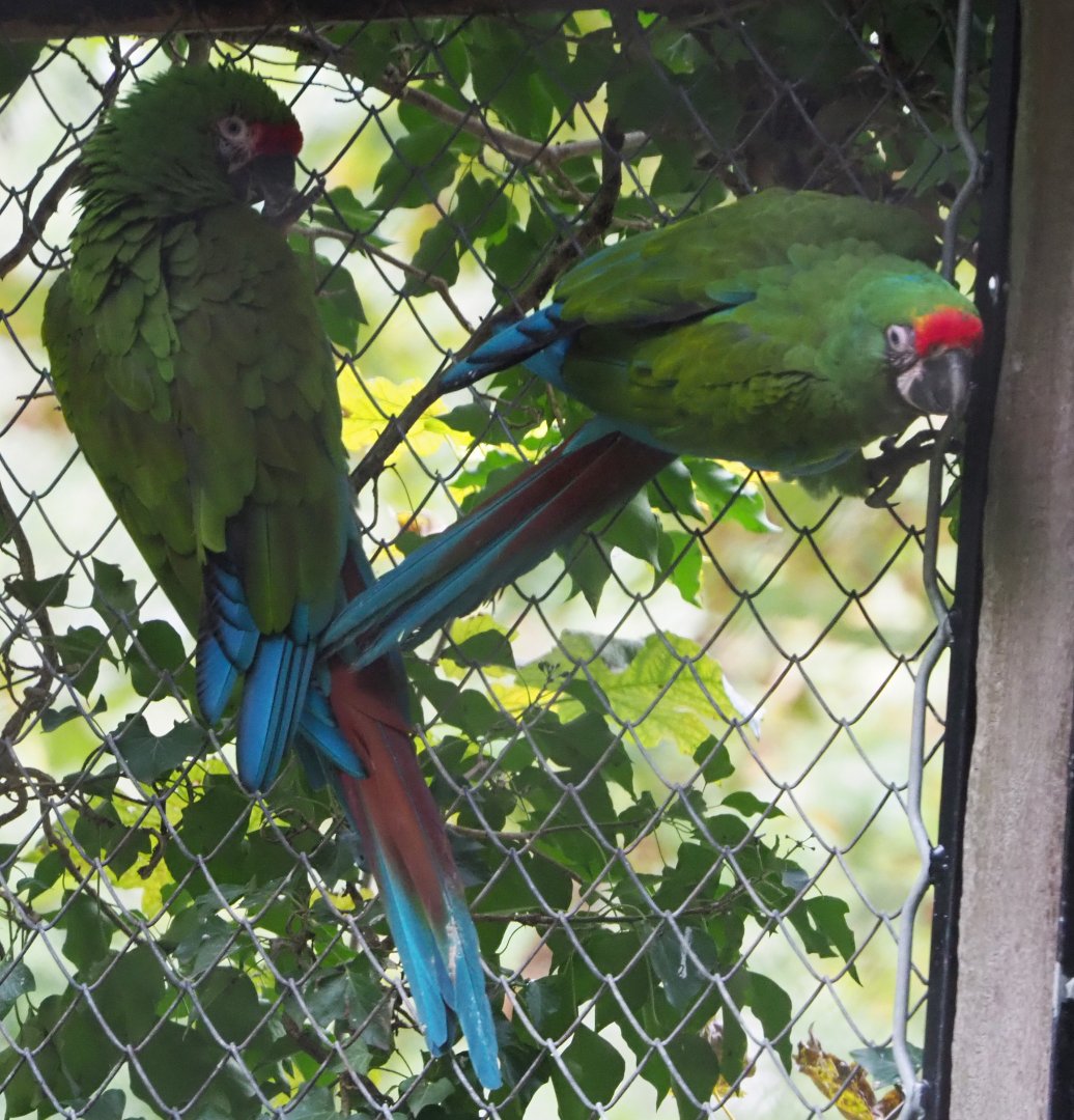 Mexican military macaws (Ara militaris mexicana), 2020-10-19