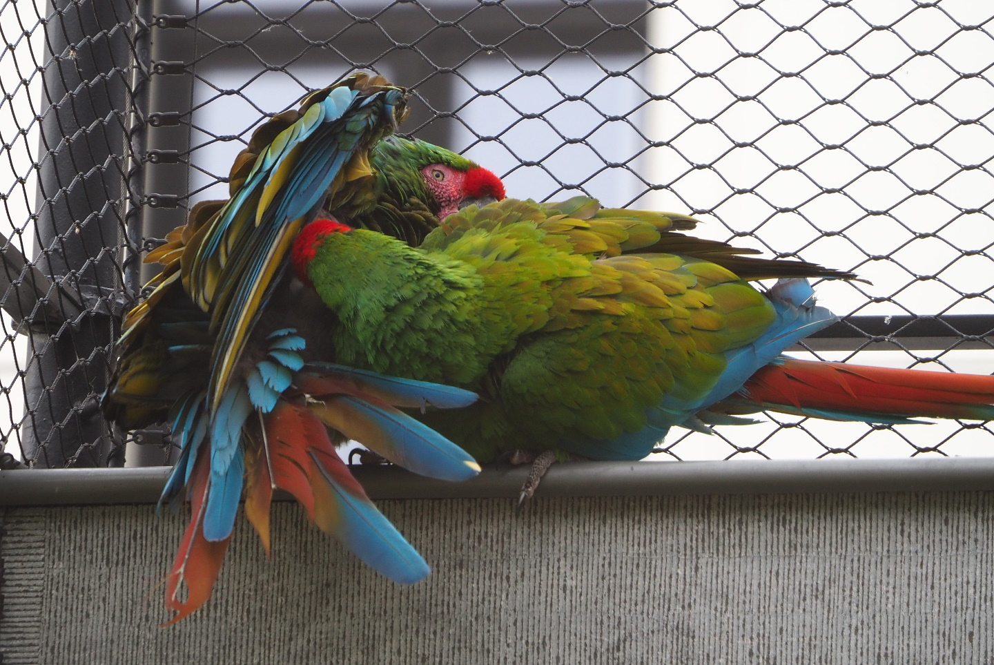 Mexican military macaws (Ara militaris mexicana), 2021-06-12
