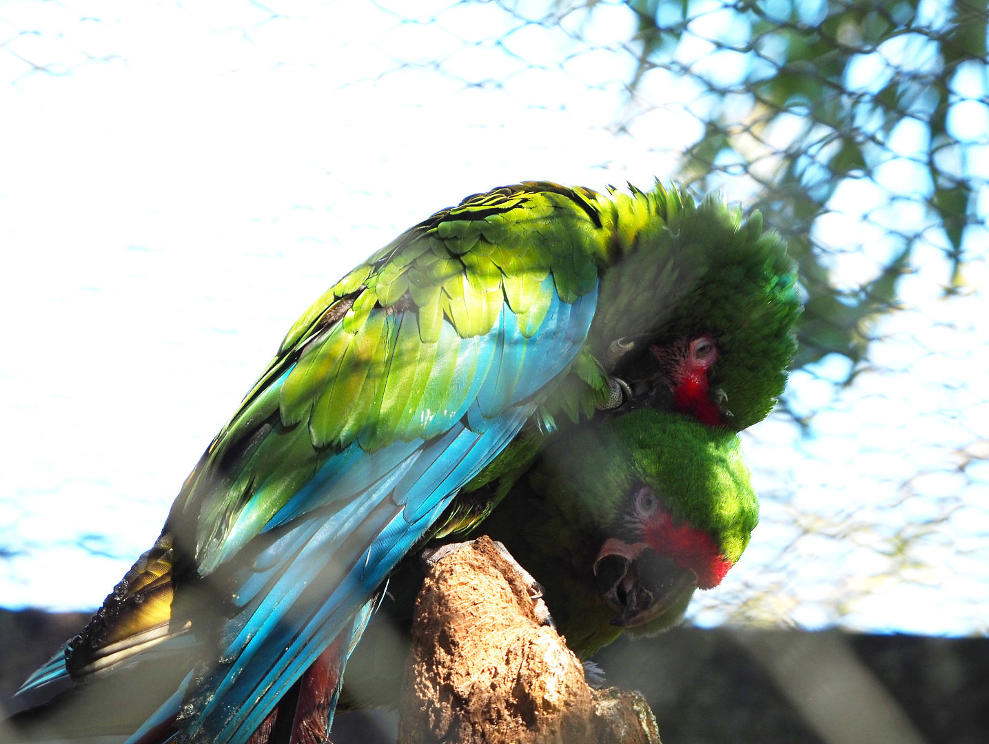 Mexican military macaws (Ara militaris mexicana), 2022-03-08