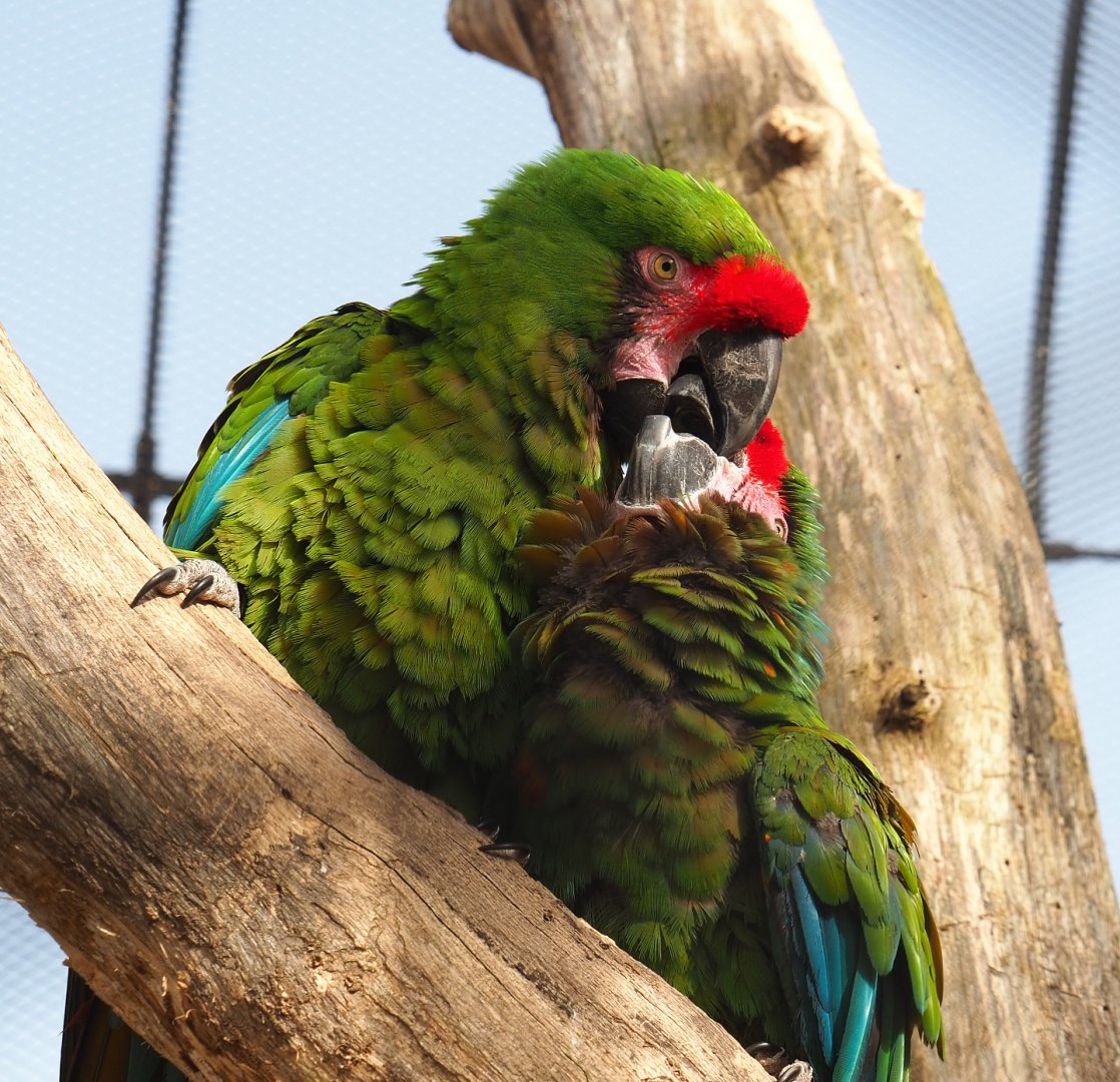 Mexican military macaws (Ara militaris mexicana), 2022-03-16