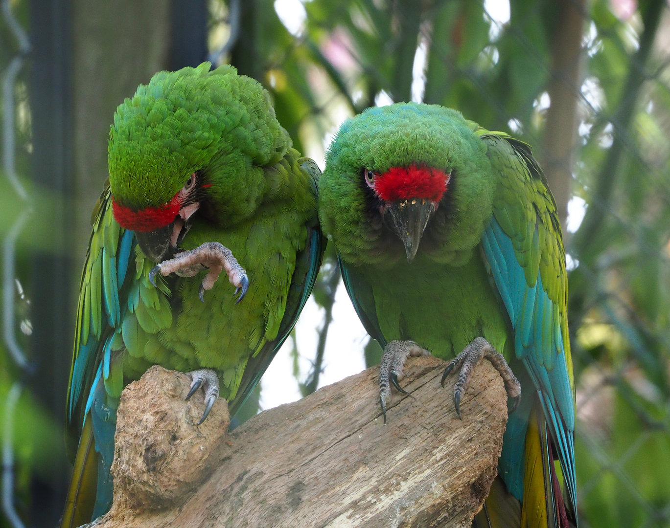 Mexican military macaws (Ara militaris mexicana), 2022-04-12