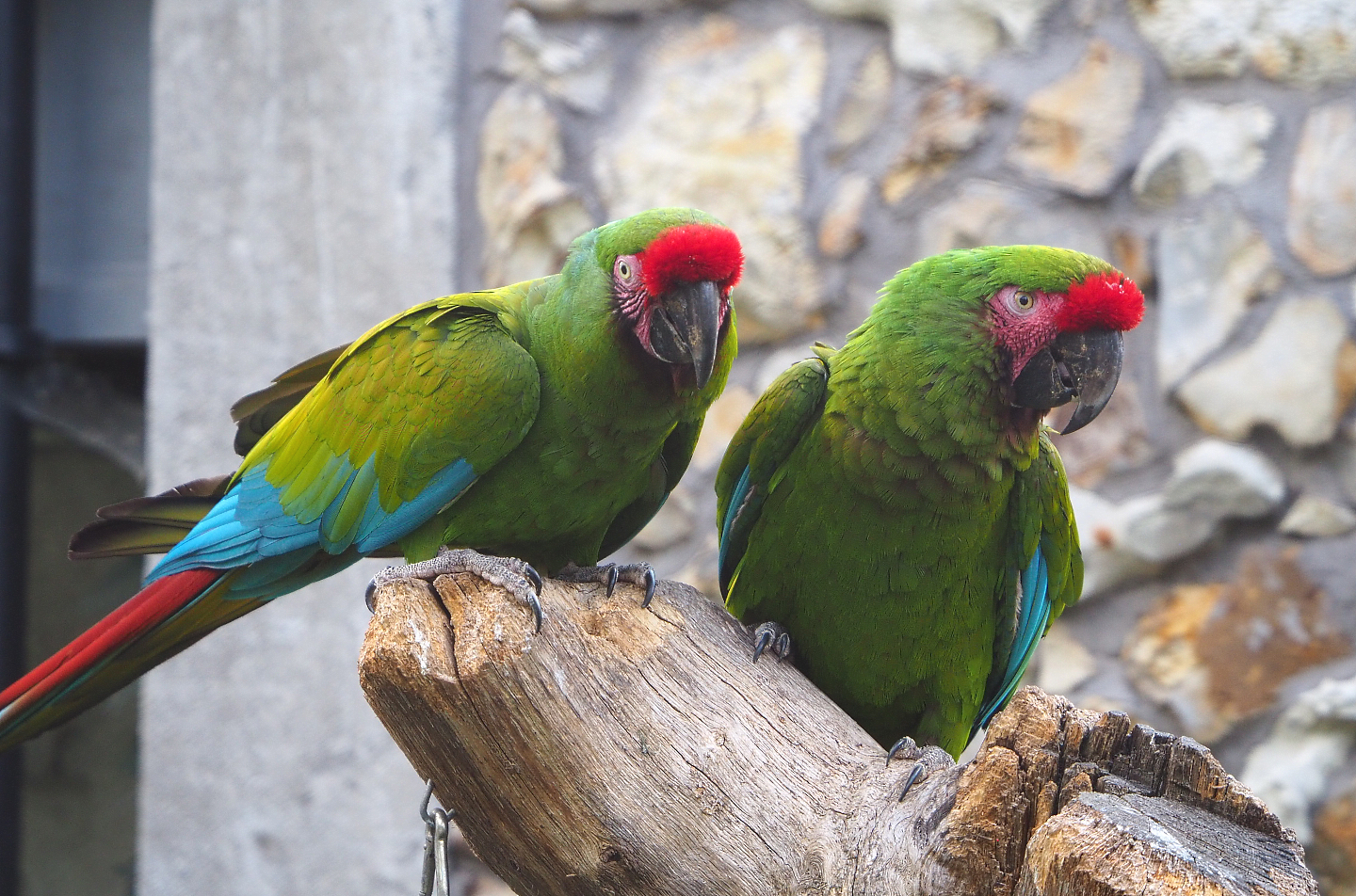 Mexican military macaws (Ara militaris mexicana), 2022-05-26