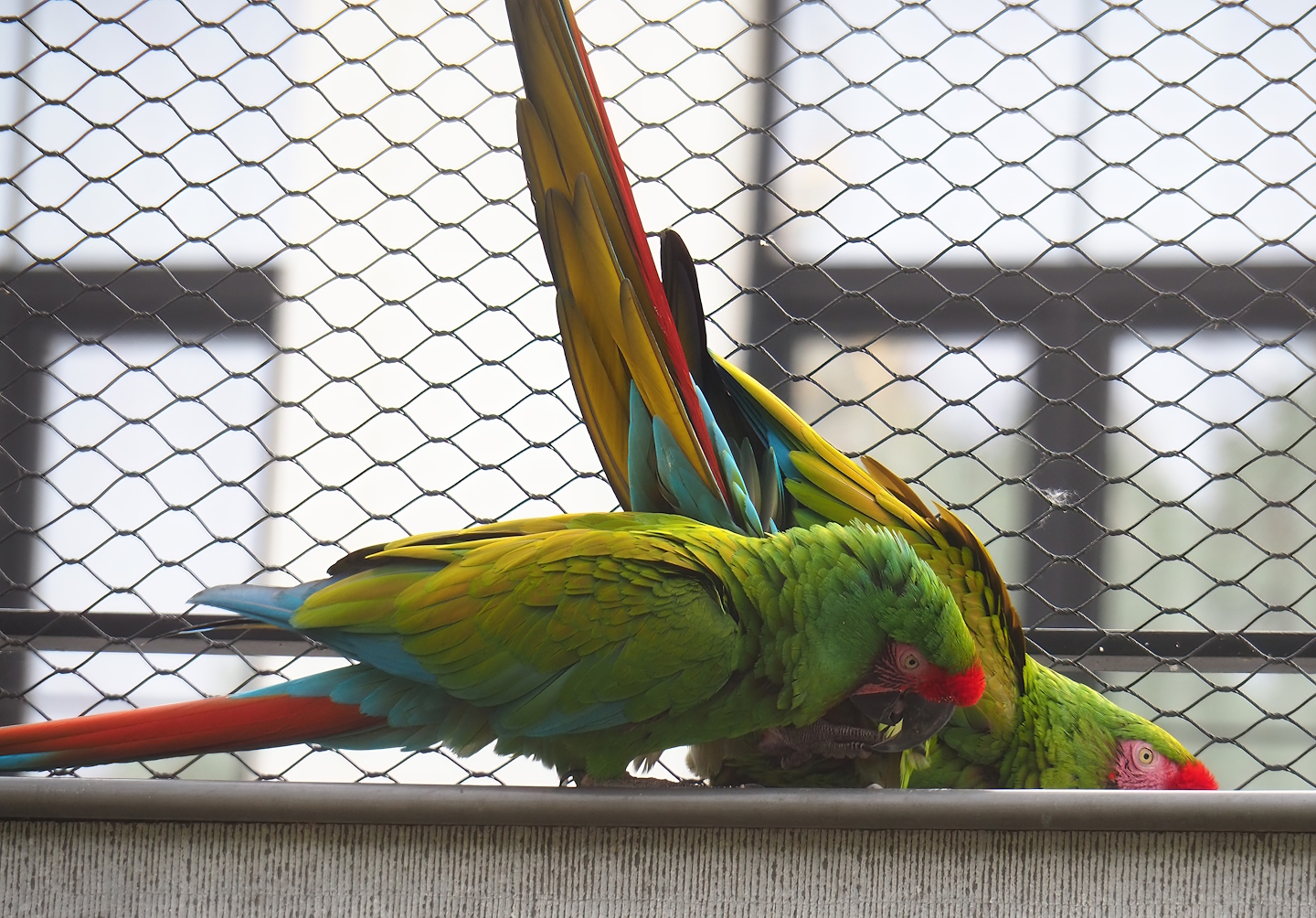 Mexican military macaws (Ara militaris mexicana), 2022-07-10