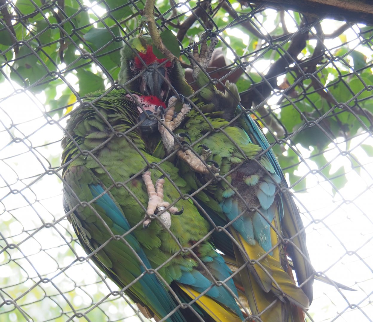 Mexican military macaws (Ara militaris mexicana), 2023-04-18