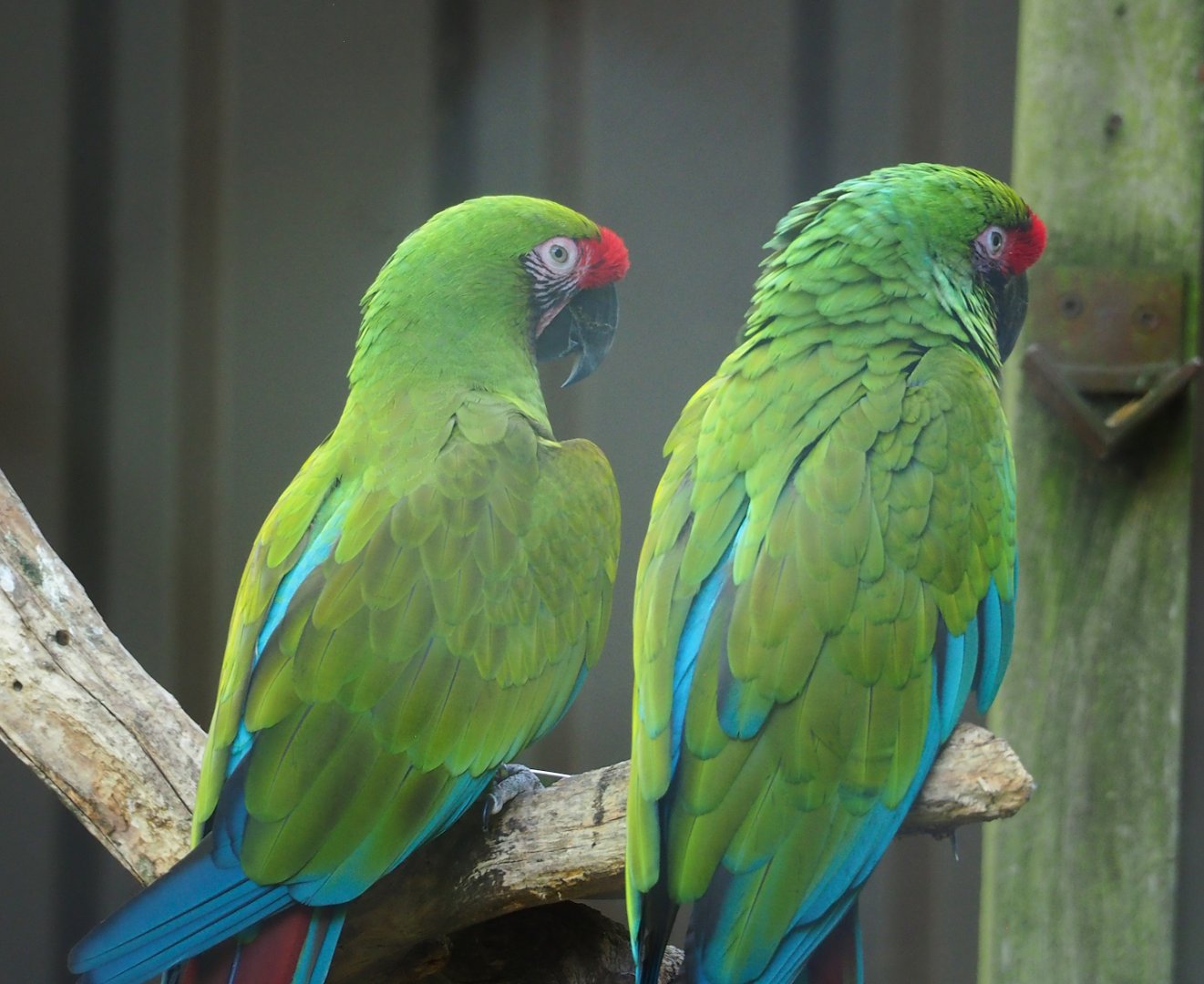 Mexican military macaws (Ara militaris mexicana), 2023-07-08