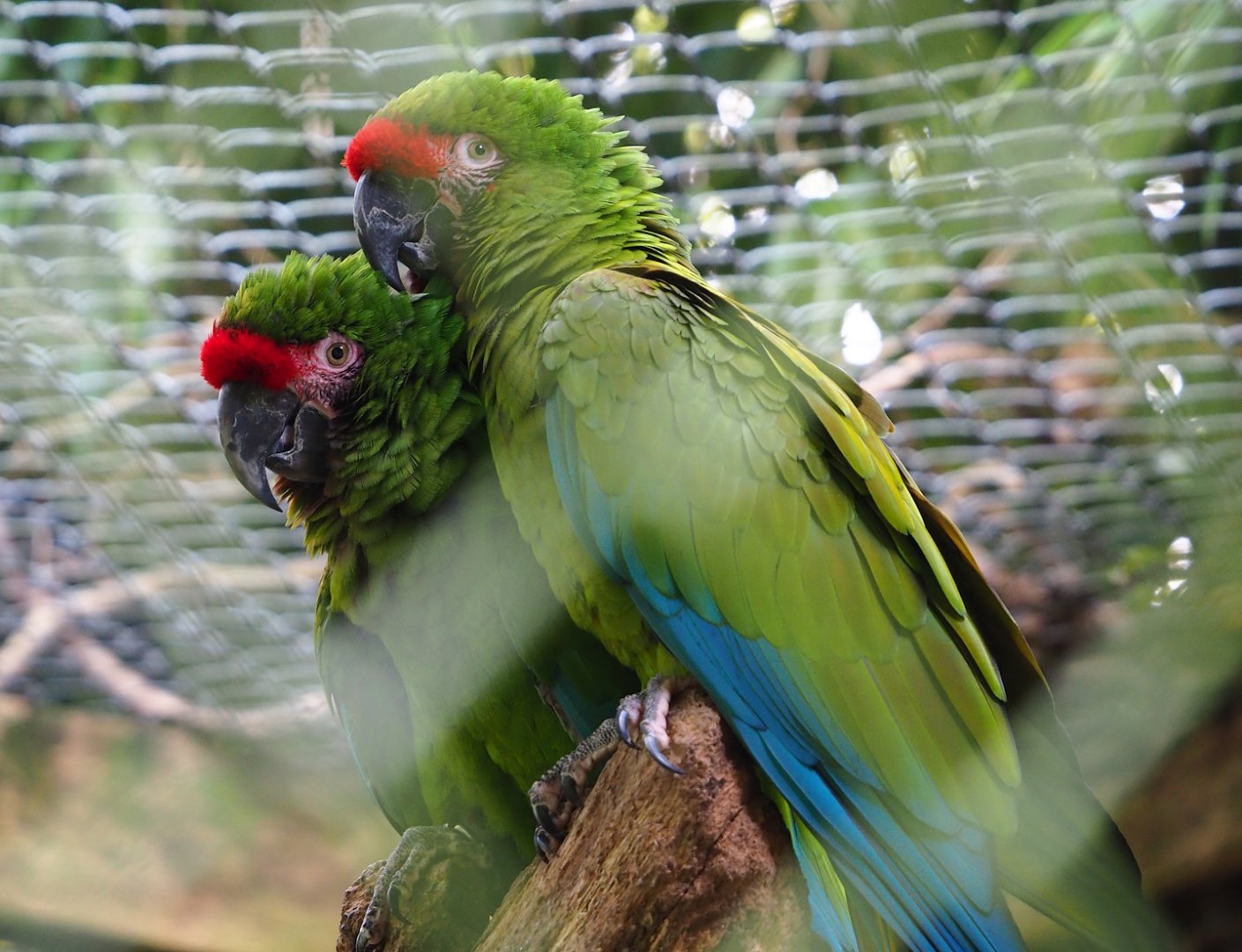 Mexican military macaws (Ara militaris mexicana), 2023-10-04