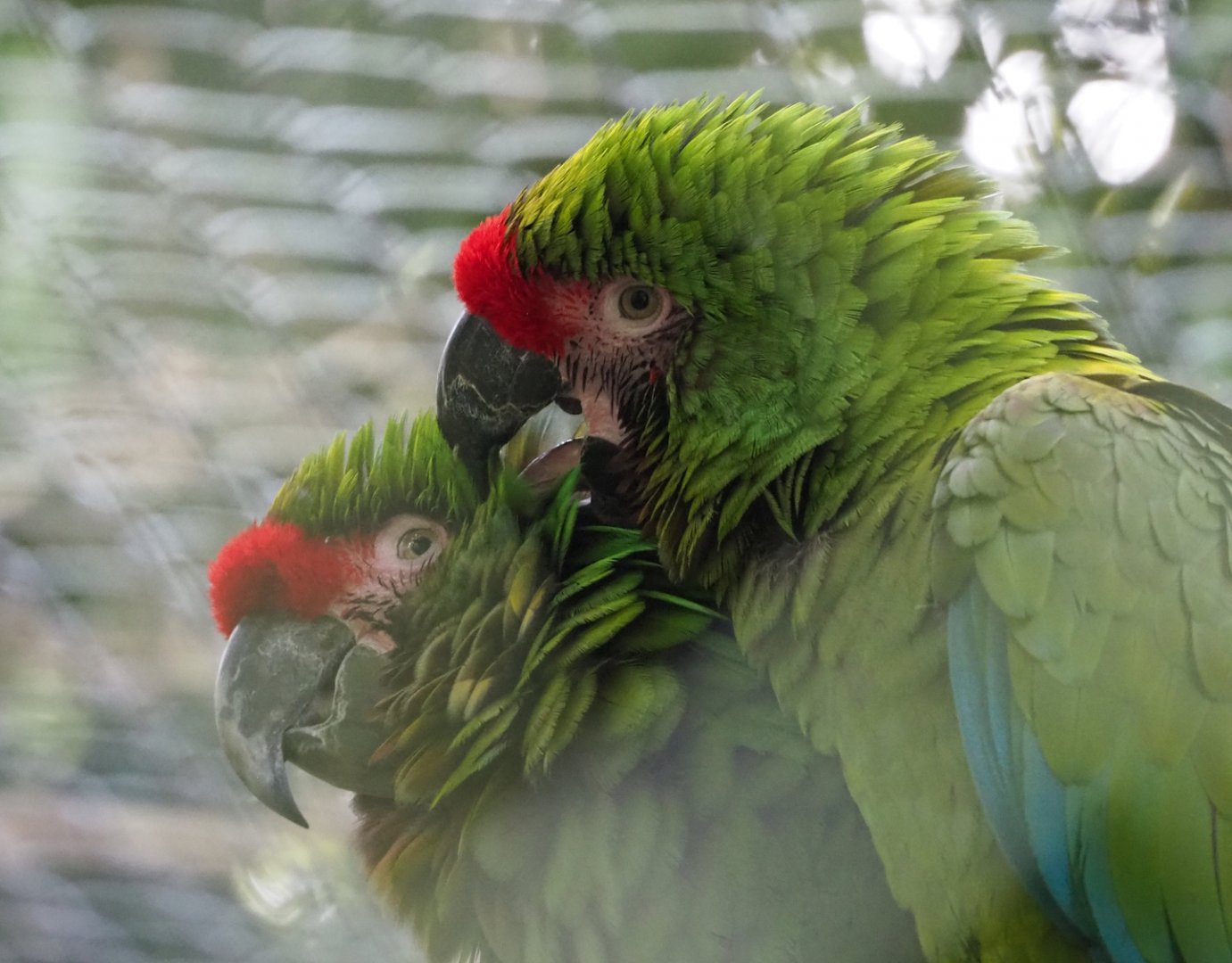 Mexican military macaws (Ara militaris mexicana), 2023-10-04