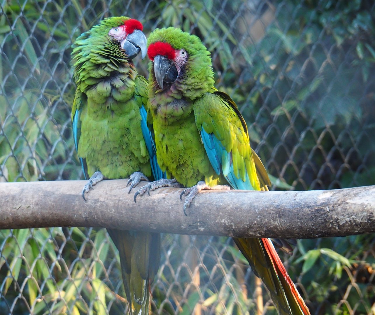 Mexican military macaws (Ara militaris mexicana), Jan 20th, 2019