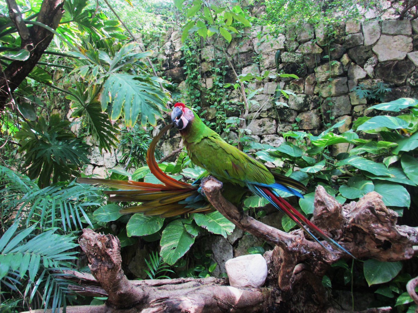 MEXICAN MILITARY MACAWS AT THE AVIARIO