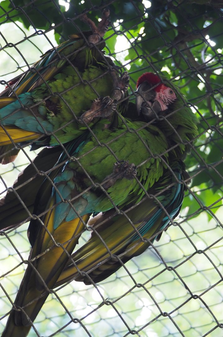 Mexican military macaws climbing on aviary mesh (Ara militaris mexicana), 2020-09-16